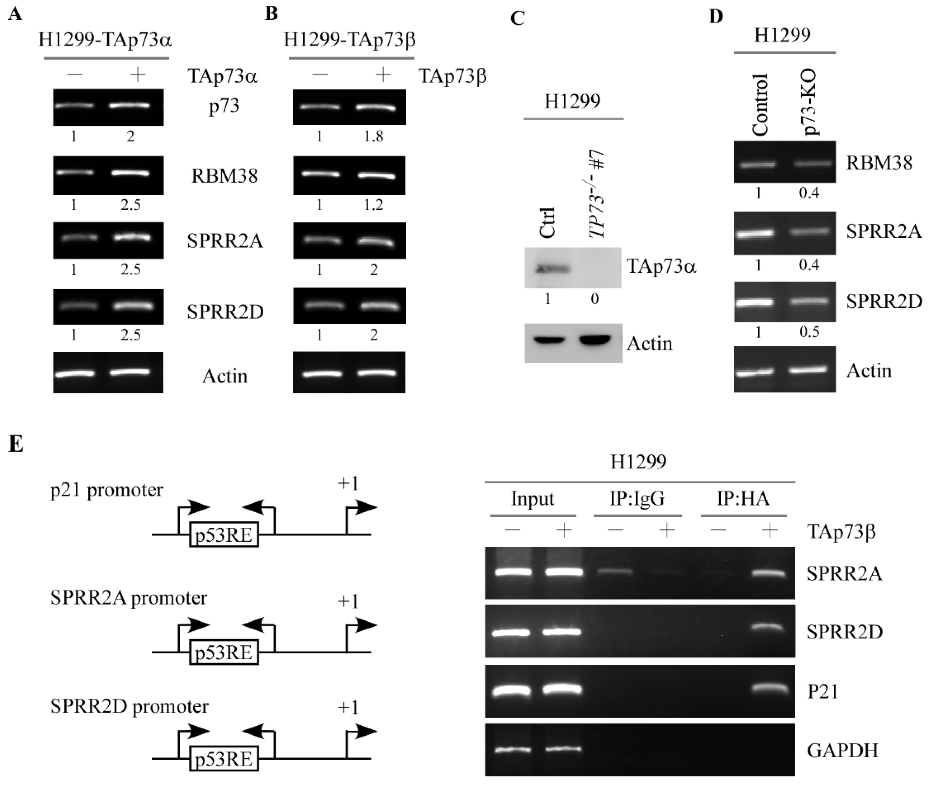 Cancers 13 02829 g002 Cancers 13 02829 g002