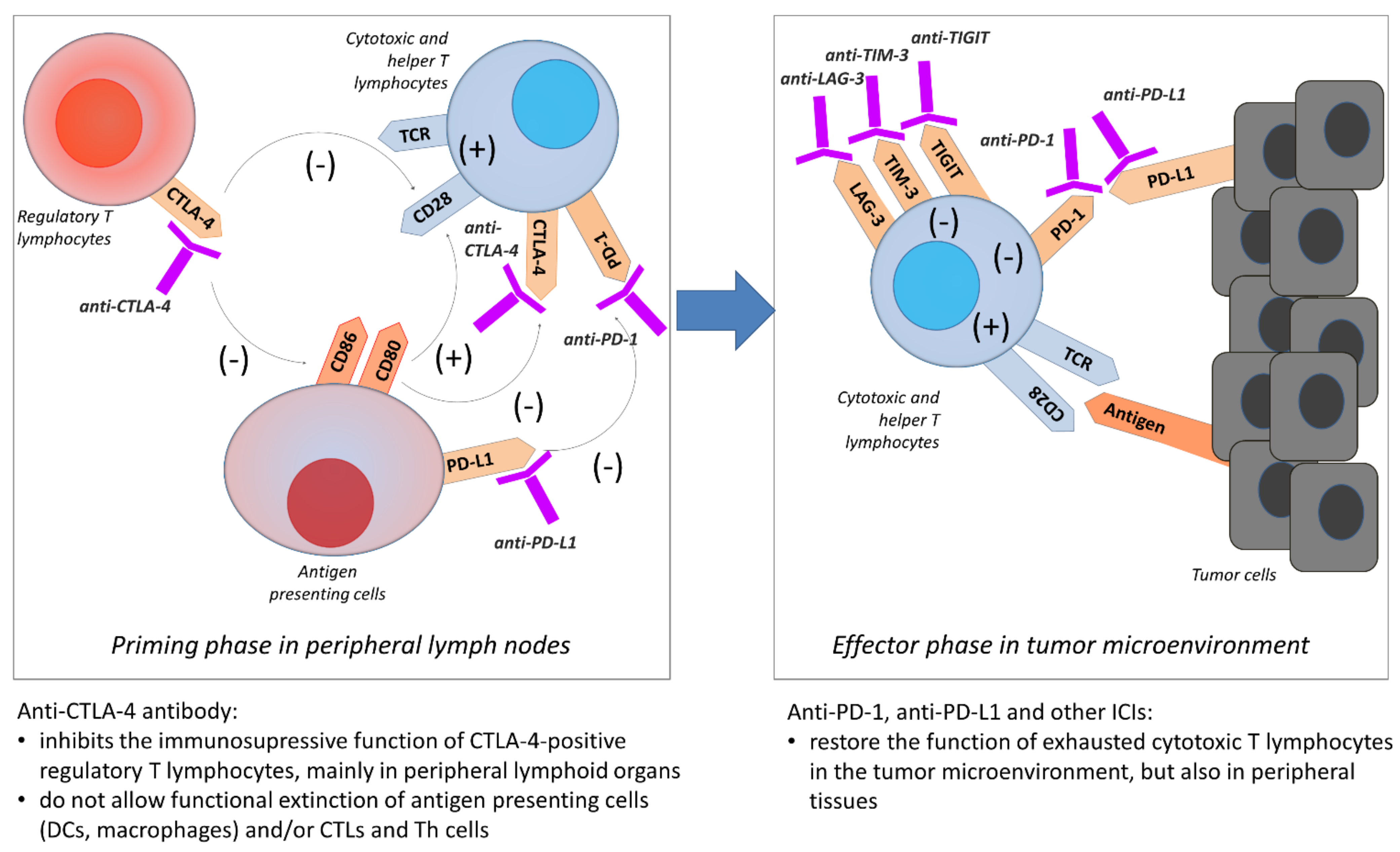 Cancers 13 02836 g002 Cancers 13 02836 g002