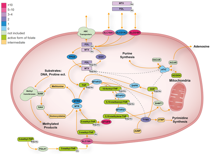 Cancers | Free Full-Text | Systematic Review of Pharmacogenetic 