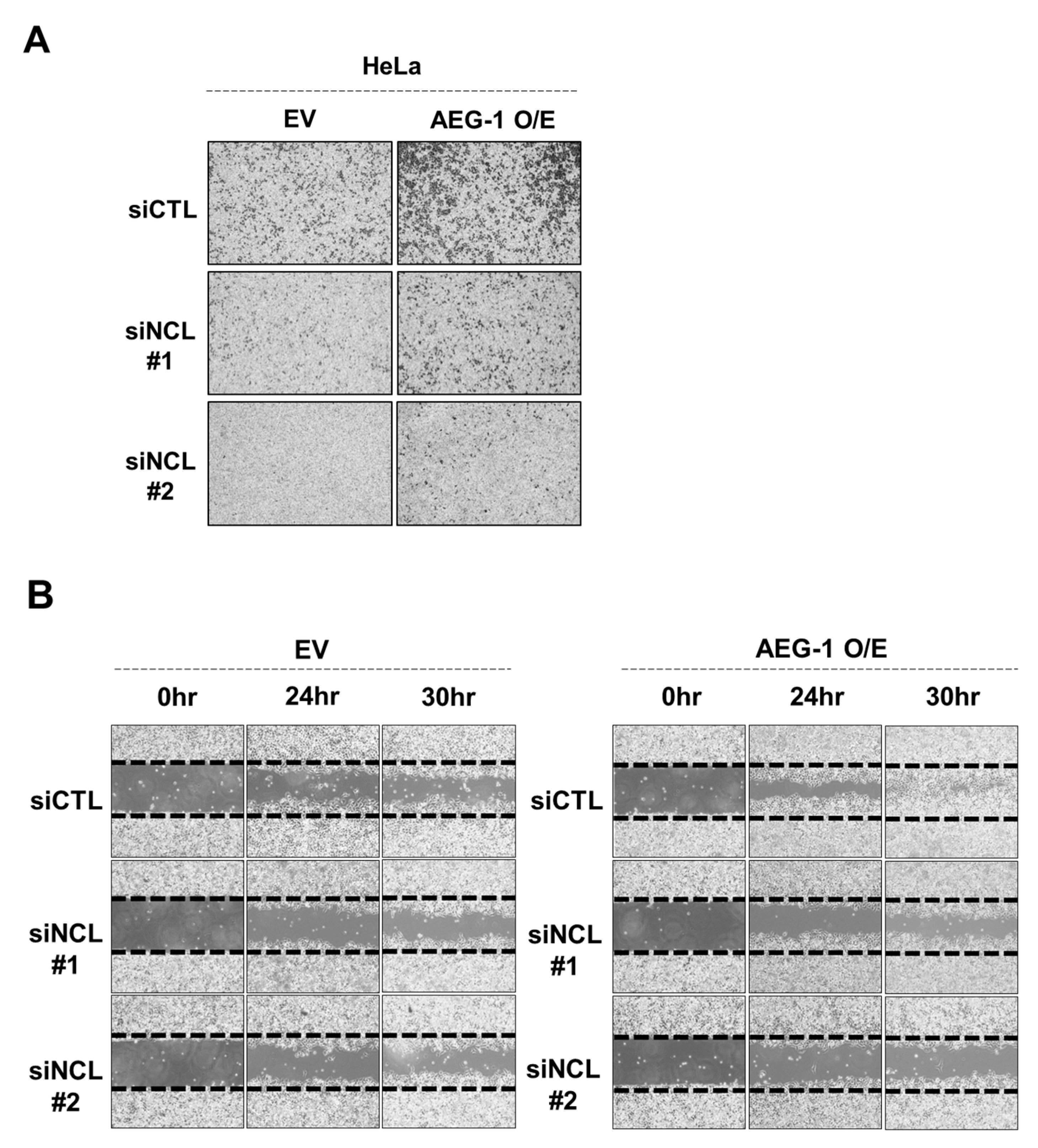 Cancers 13 02842 g002 Cancers 13 02842 g002