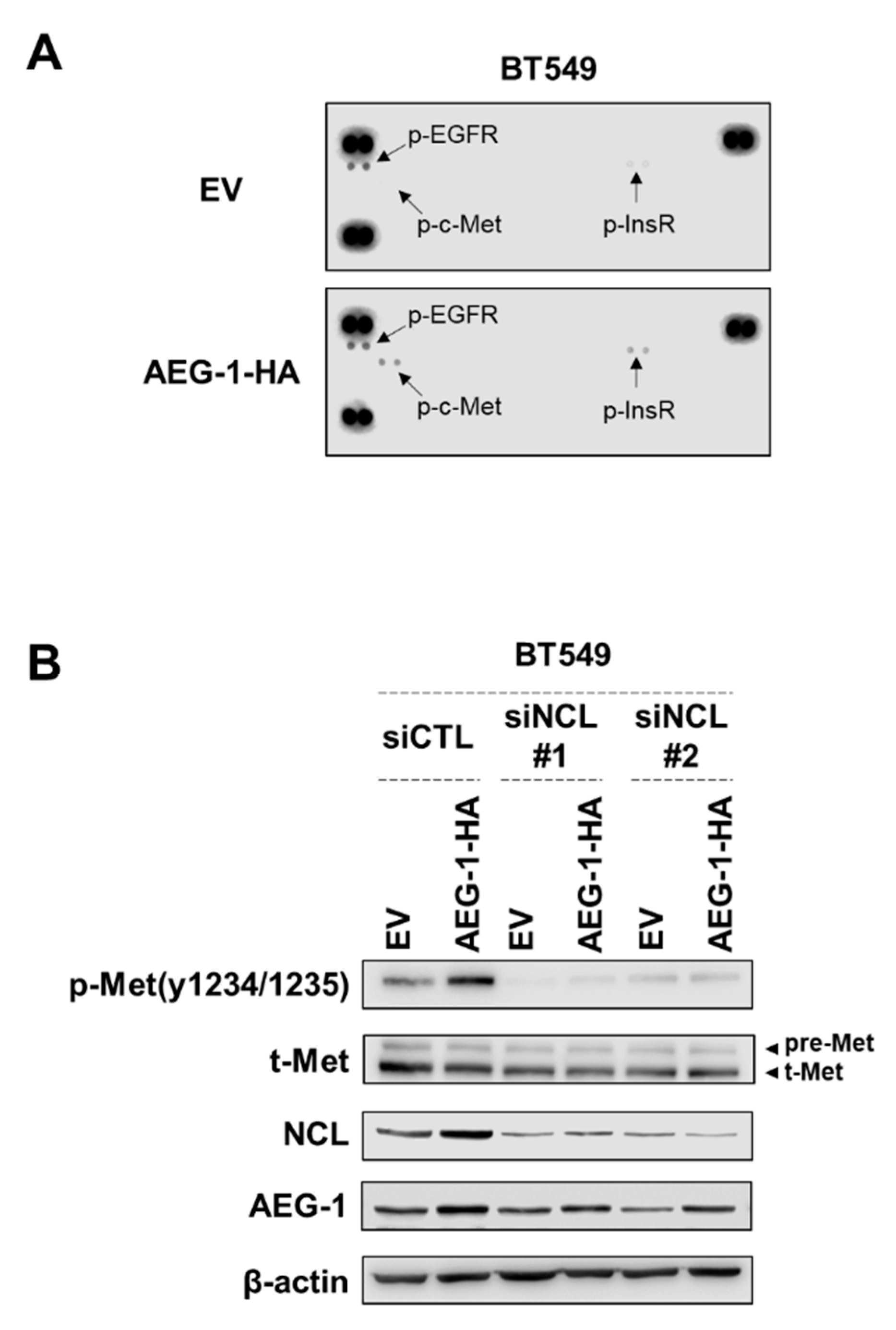 Cancers 13 02842 g004 Cancers 13 02842 g004