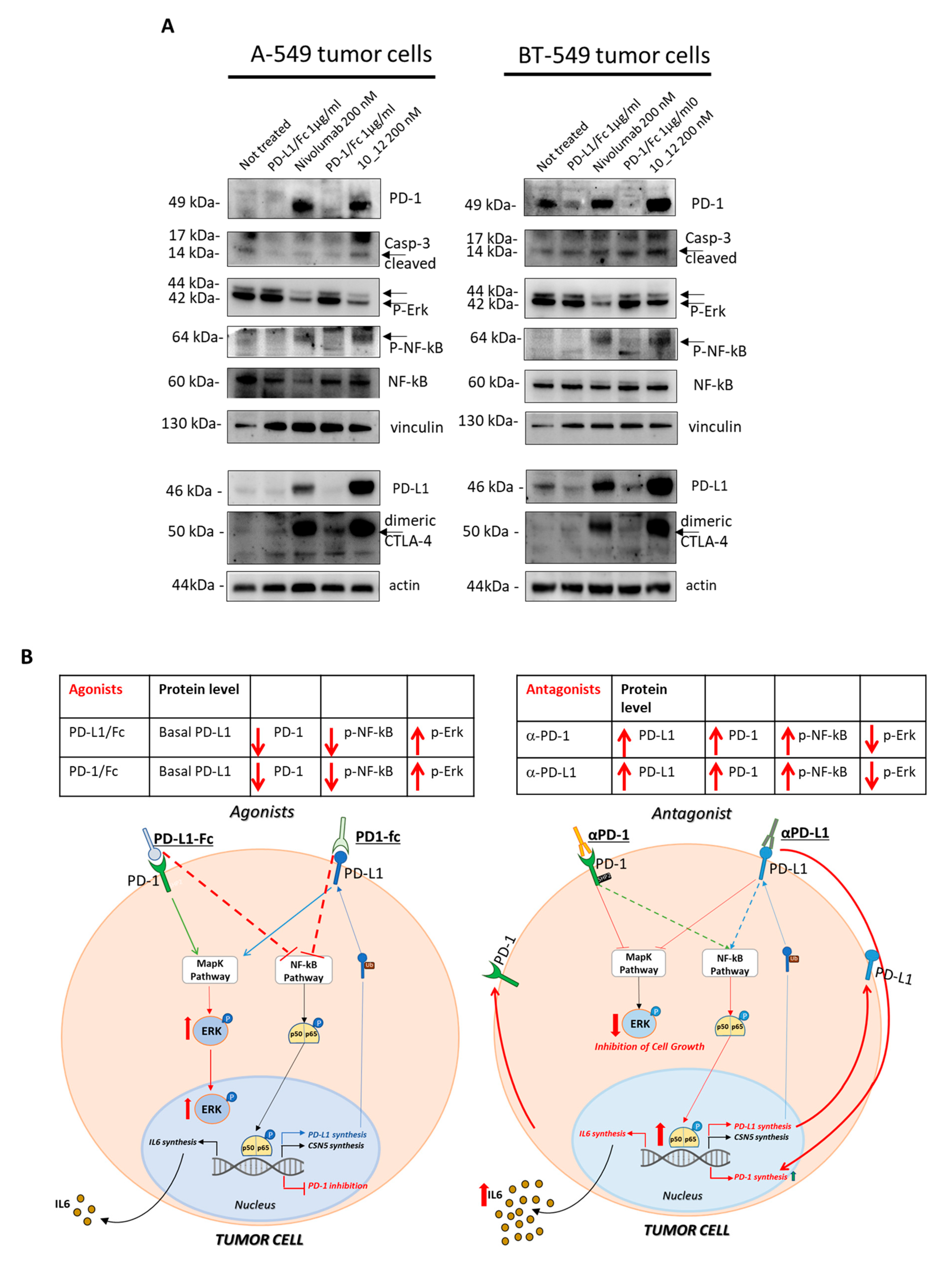 Cancers 13 02858 g003 Cancers 13 02858 g003