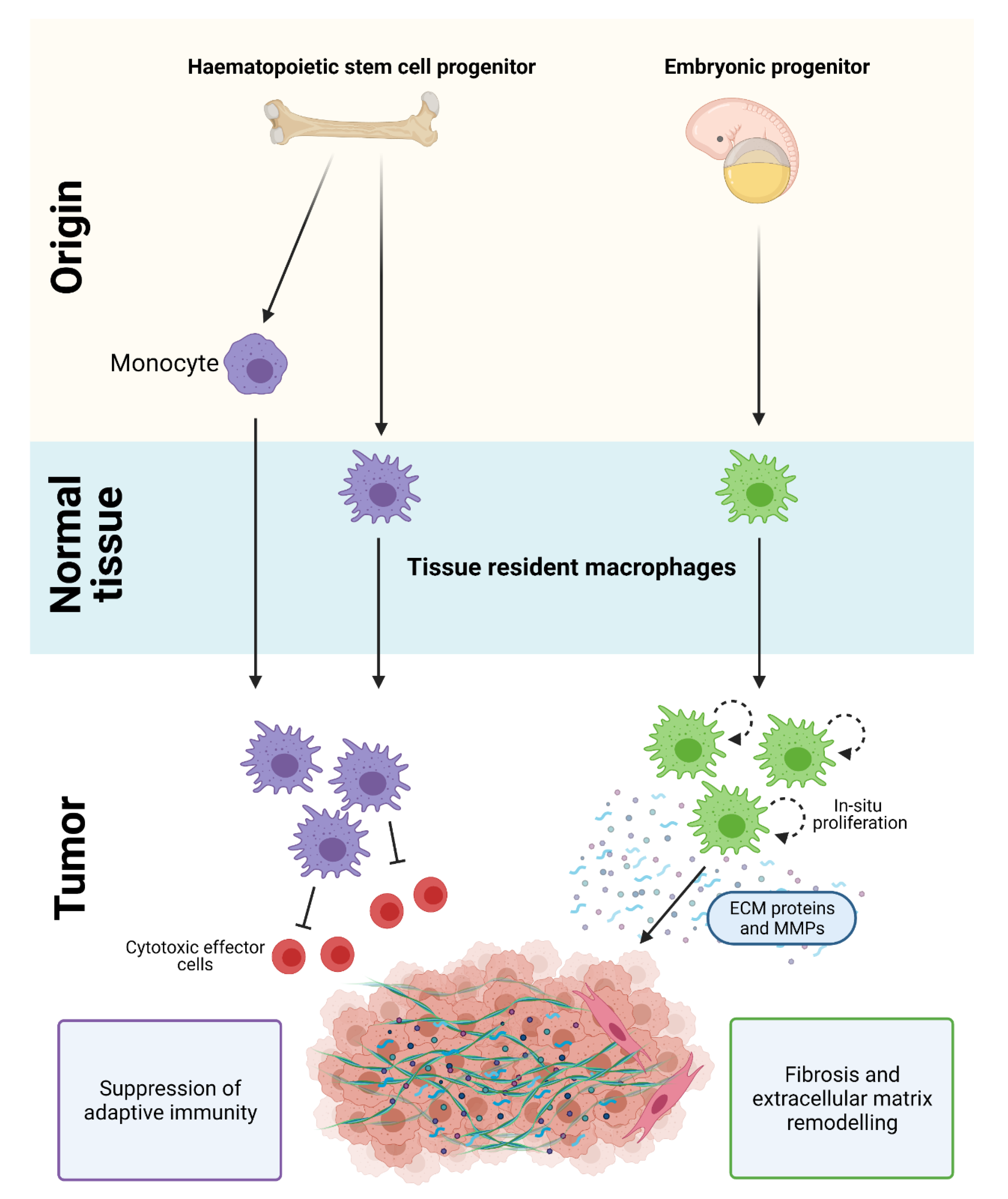 Cancers Free Full Text Tumor Associated Macrophages In Pancreatic Ductal Adenocarcinoma Therapeutic Opportunities And Clinical Challenges Html