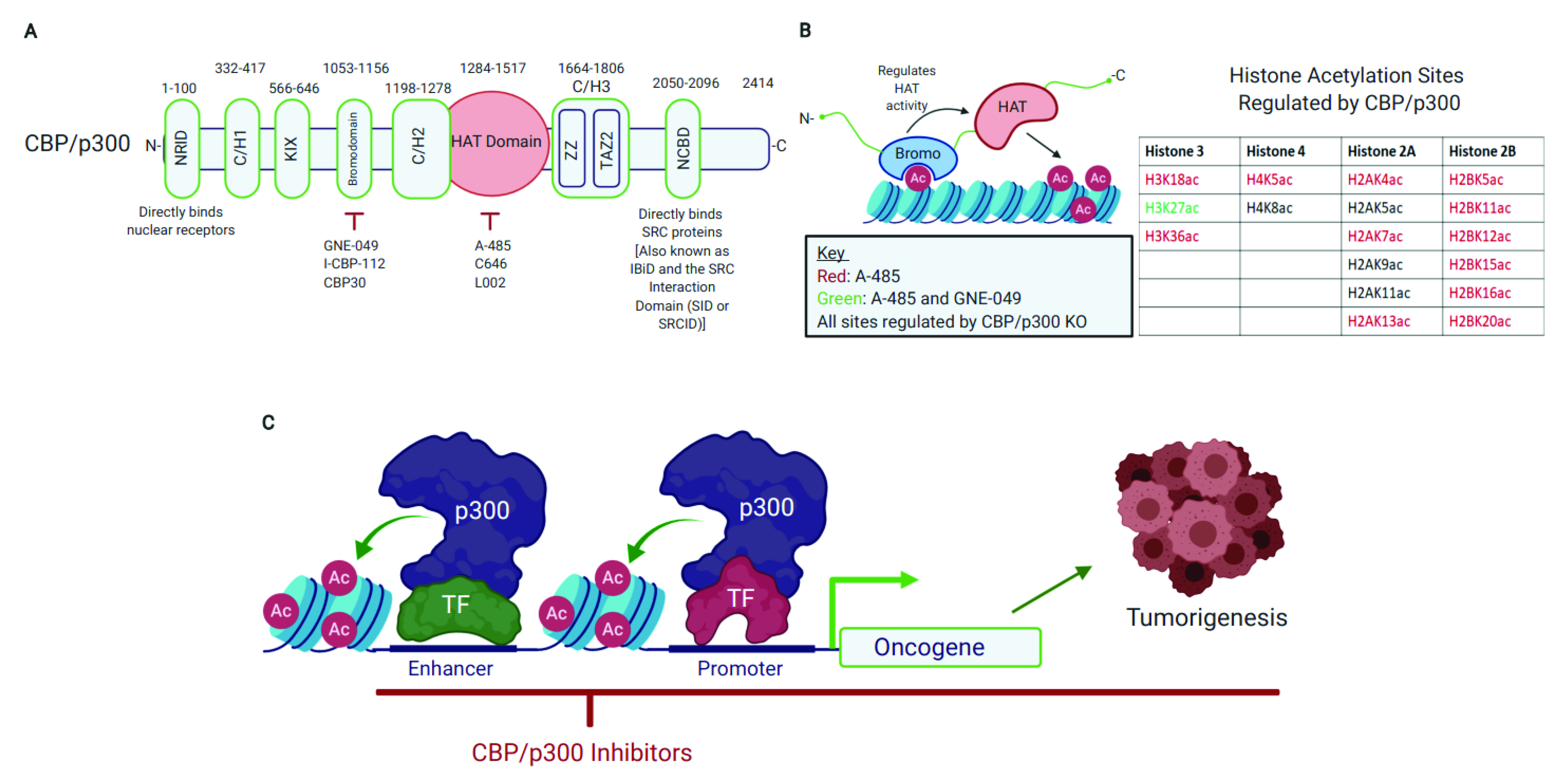 Exon deletions of the EP300 and CREBBP genes in two children with