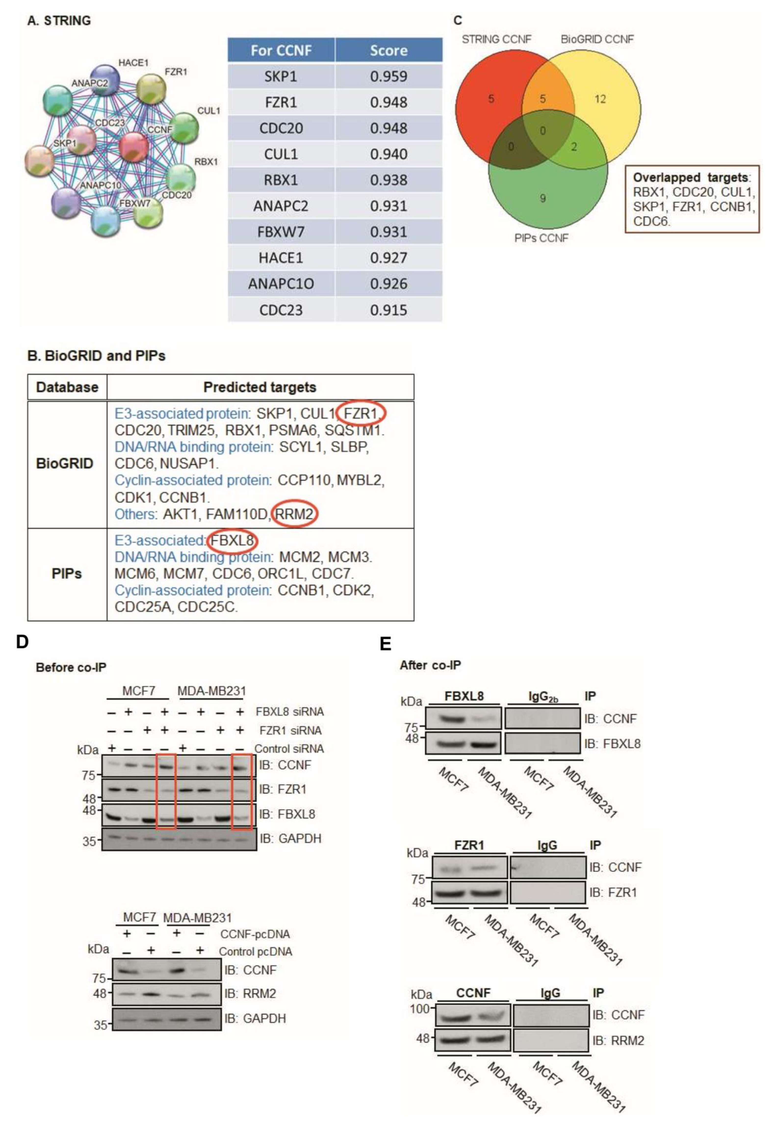 Cancers 13 02873 g005a Cancers 13 02873 g005a
