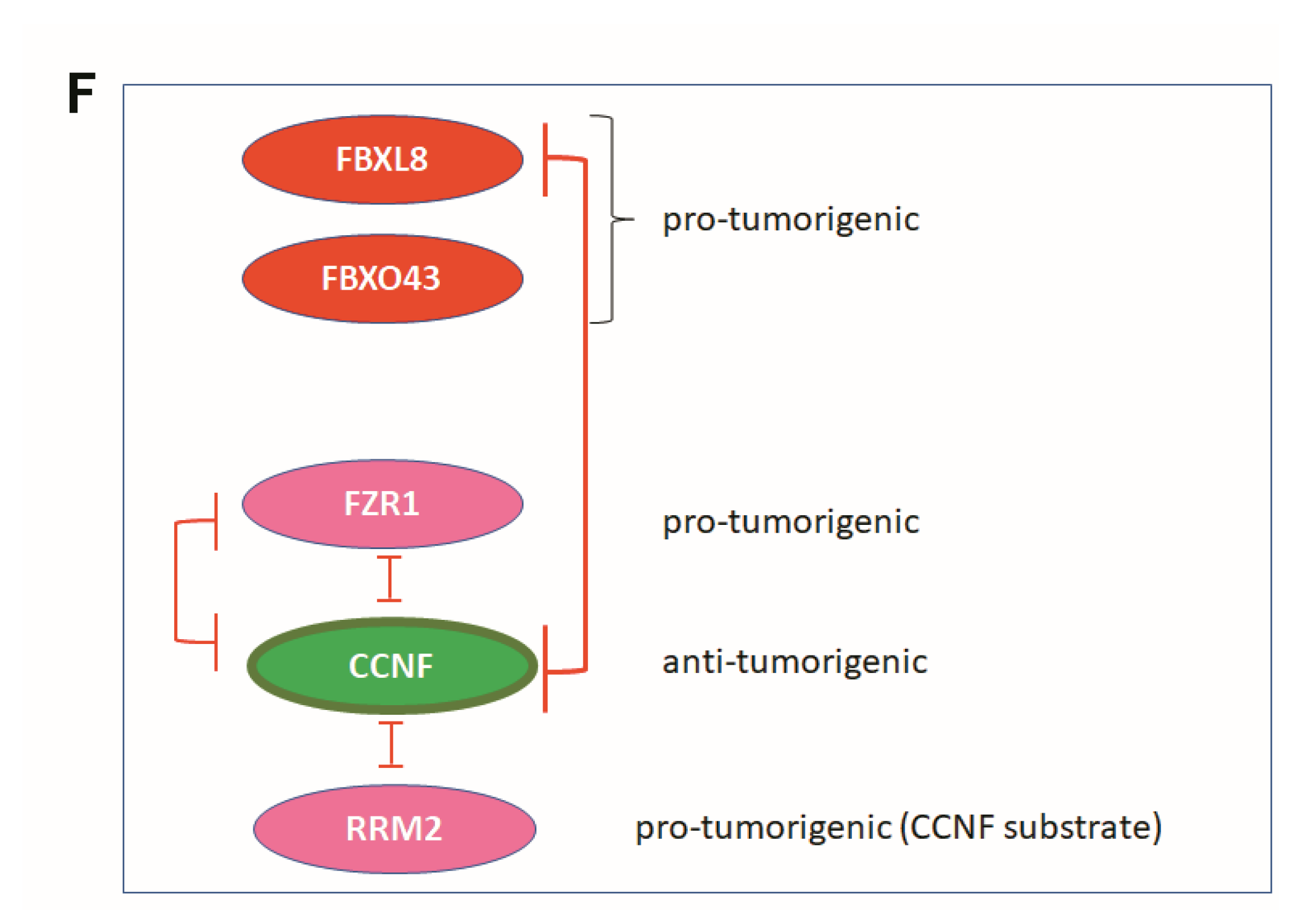 Cancers 13 02873 g005b Cancers 13 02873 g005b