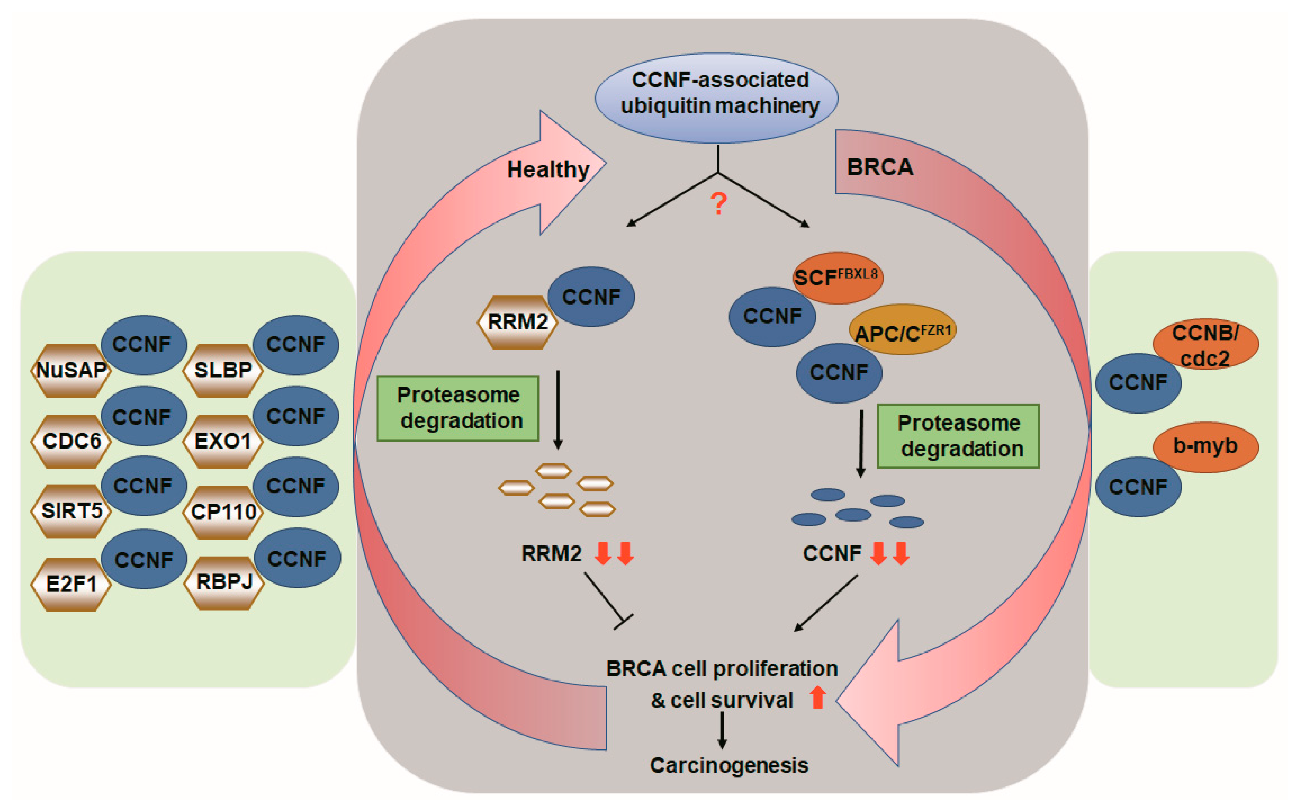 Cancers 13 02873 g006 Cancers 13 02873 g006