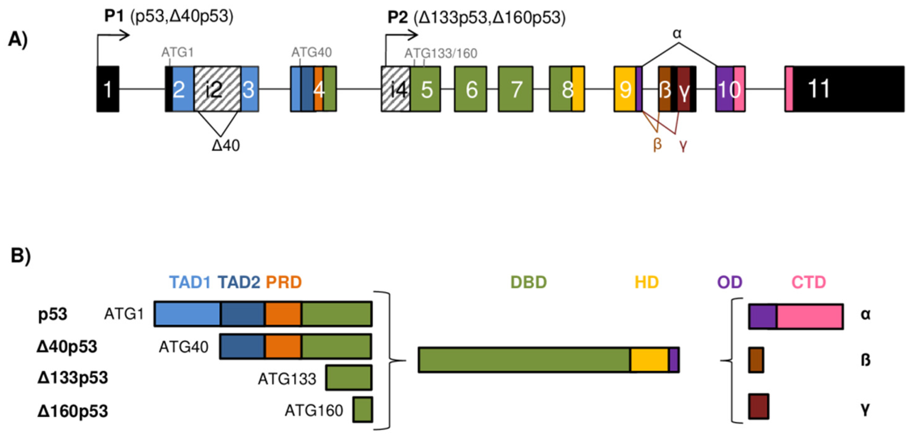 Cancers 13 02885 g001