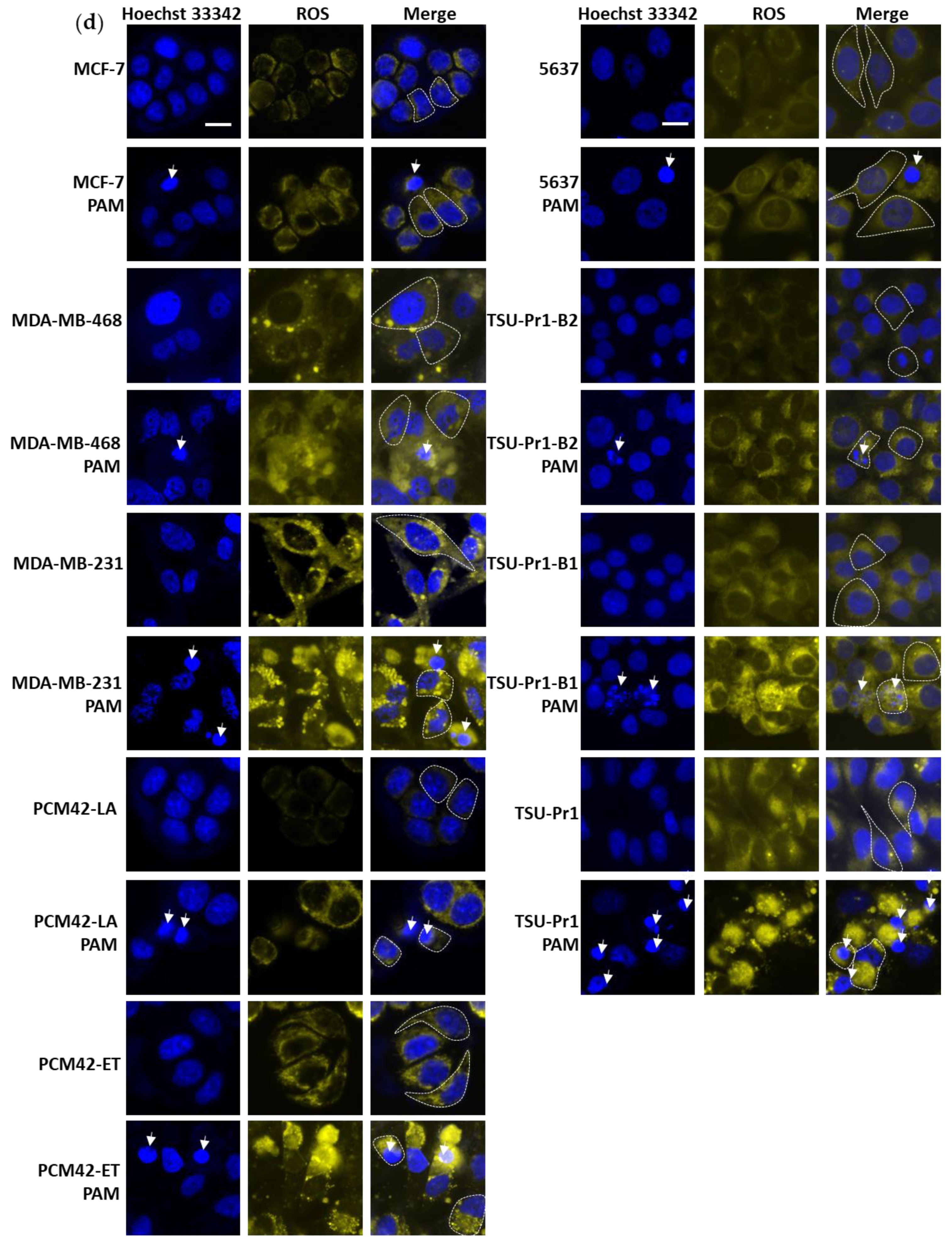 Cancers 13 02889 g002b Cancers 13 02889 g002b