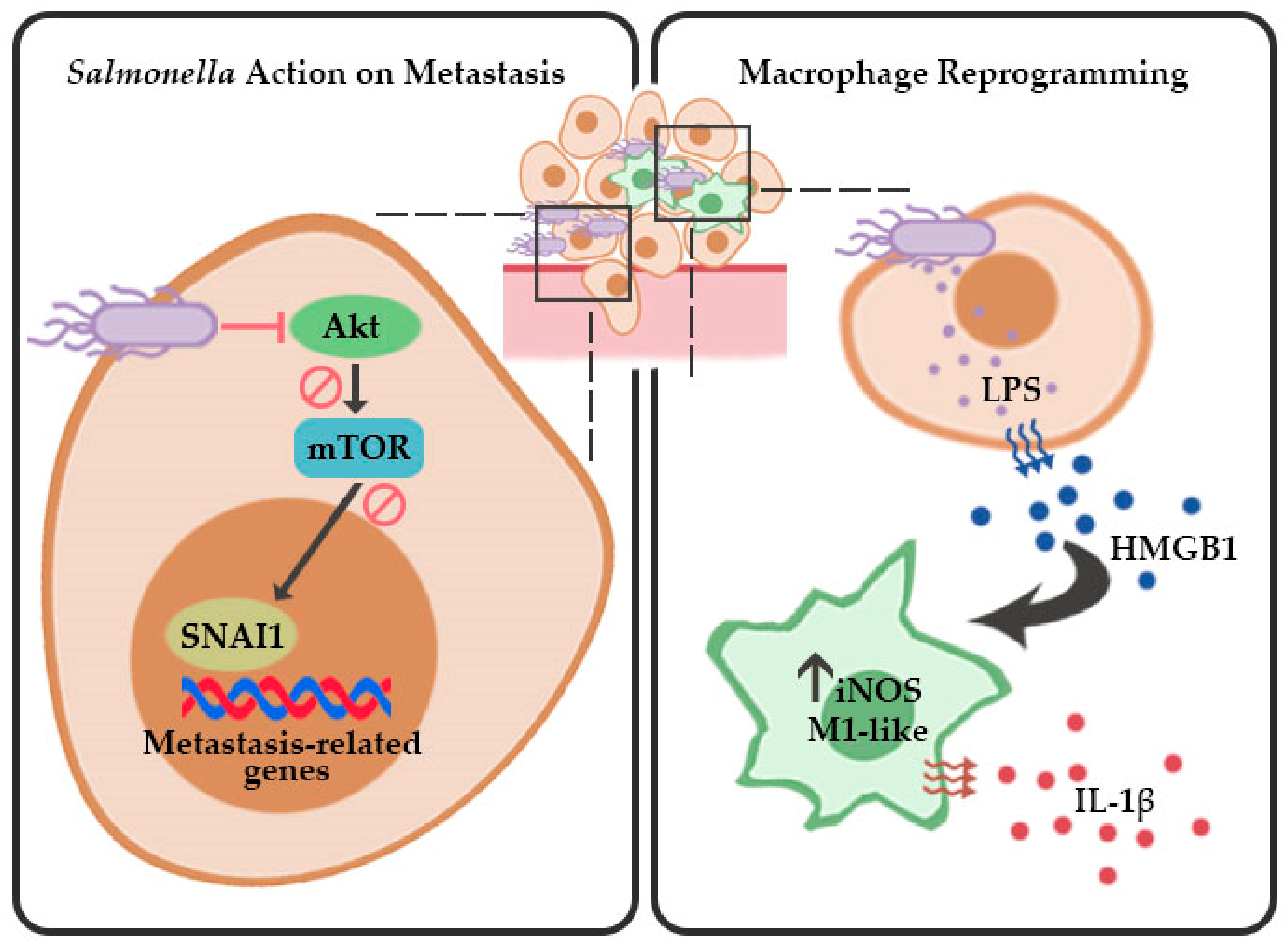 Cancers 13 02894 g007 Cancers 13 02894 g007