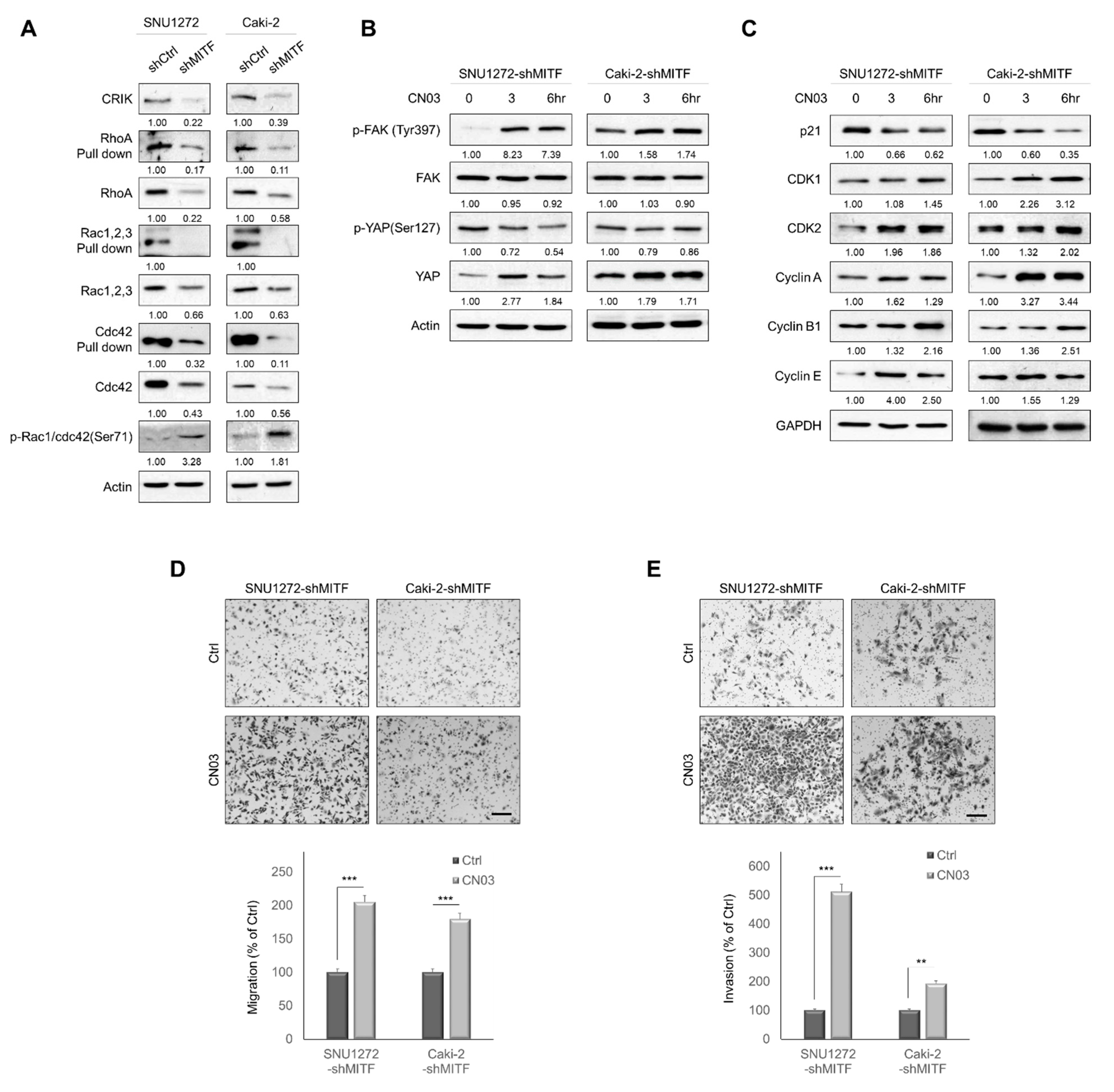 Cancers 13 02920 g004 Cancers 13 02920 g004
