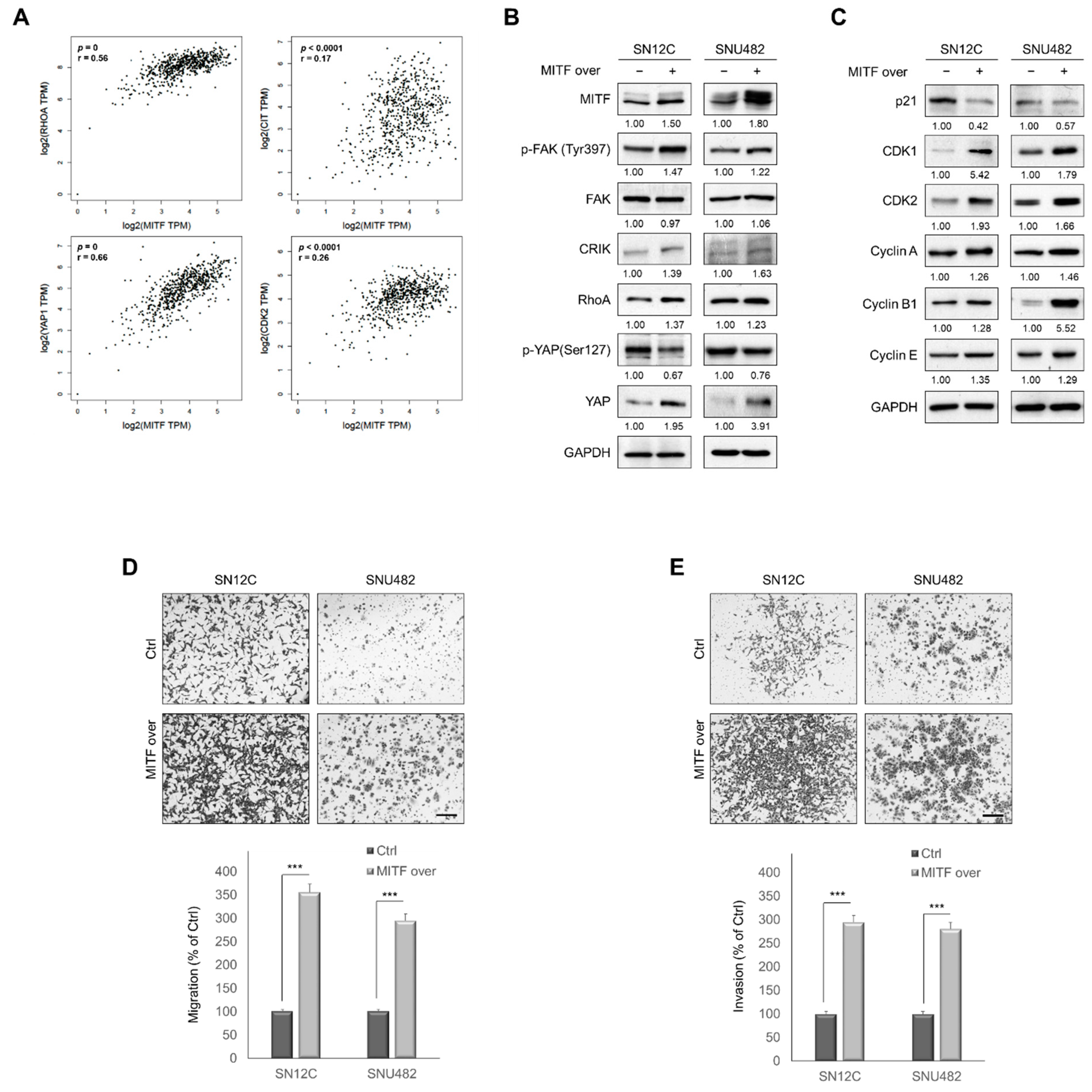 Cancers 13 02920 g005 Cancers 13 02920 g005