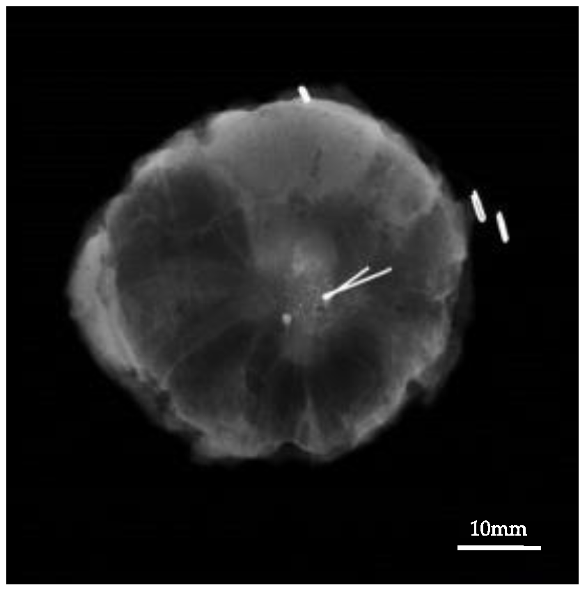 Cancers 13 02923 g005 Cancers 13 02923 g005