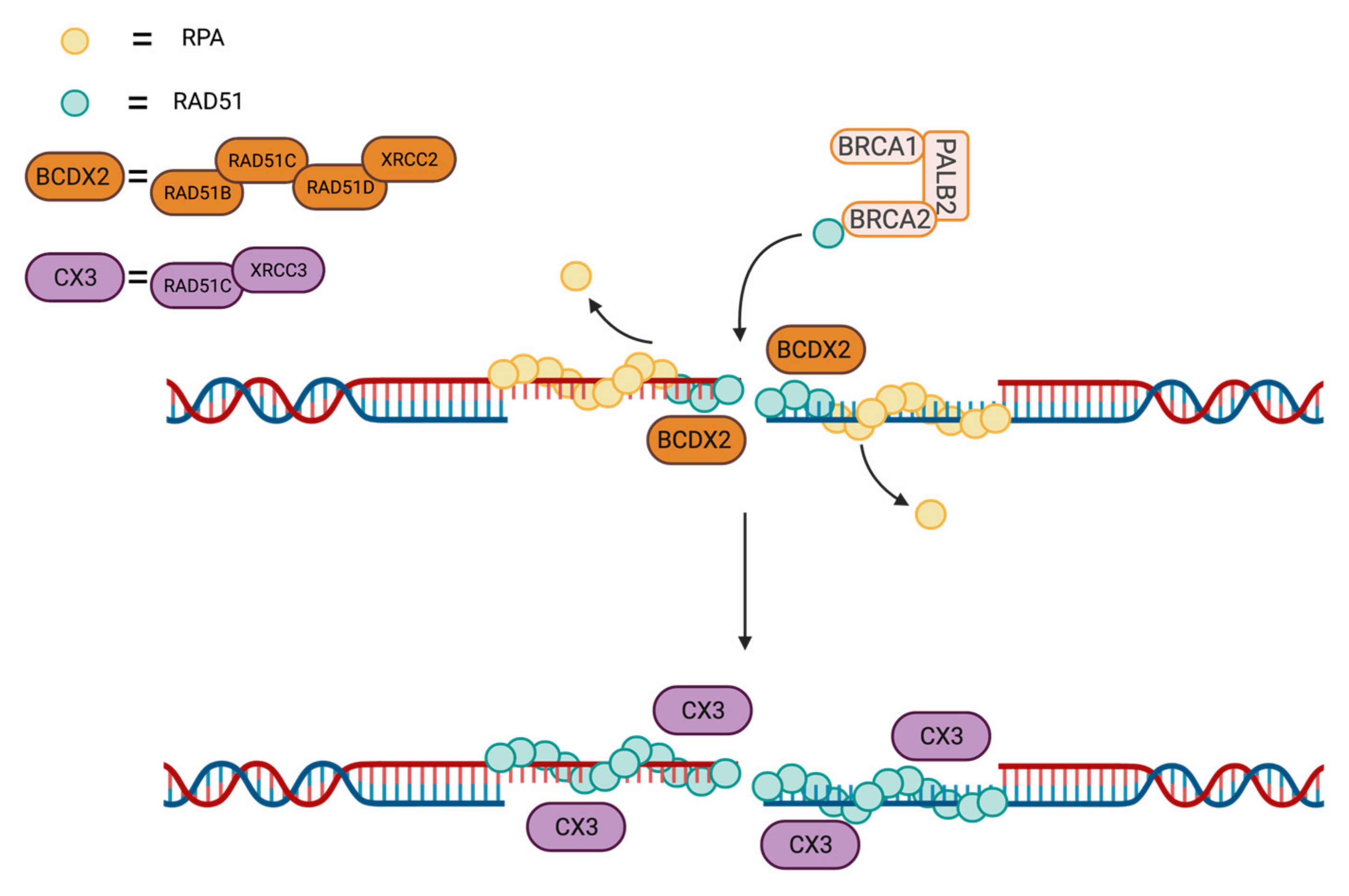 Cancers 13 02930 g005