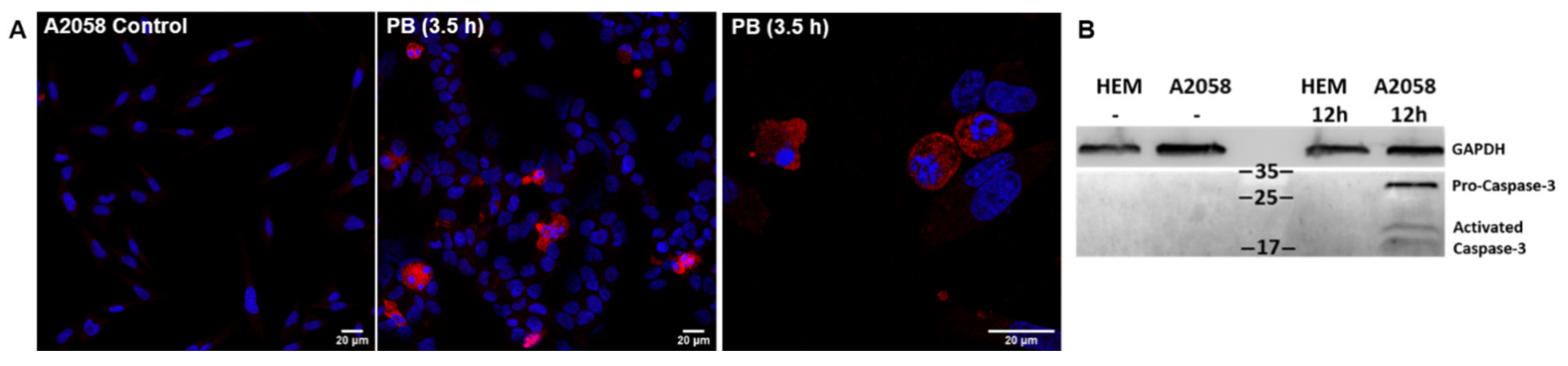Cancers 13 02936 g006 Cancers 13 02936 g006