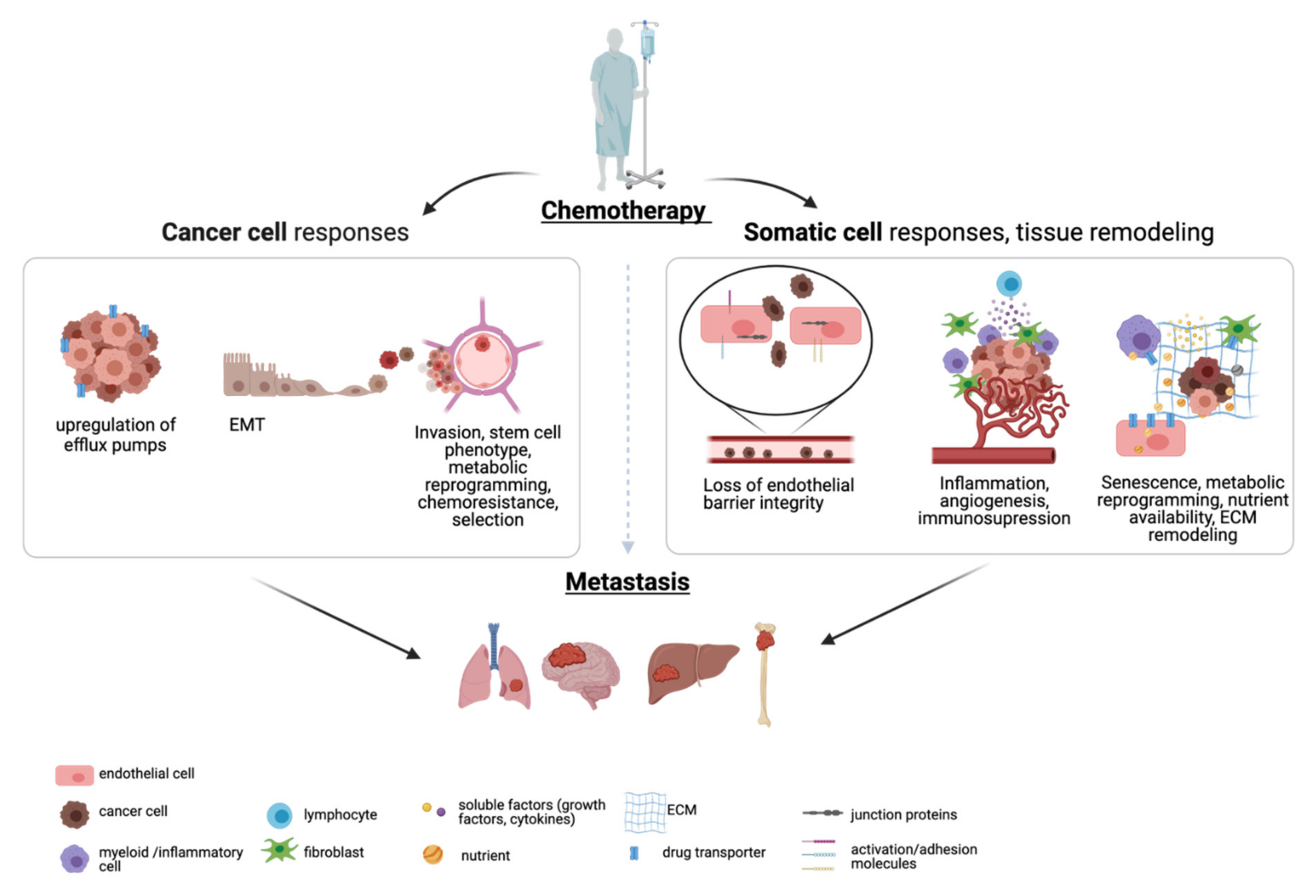 Cancers 13 02942 g001