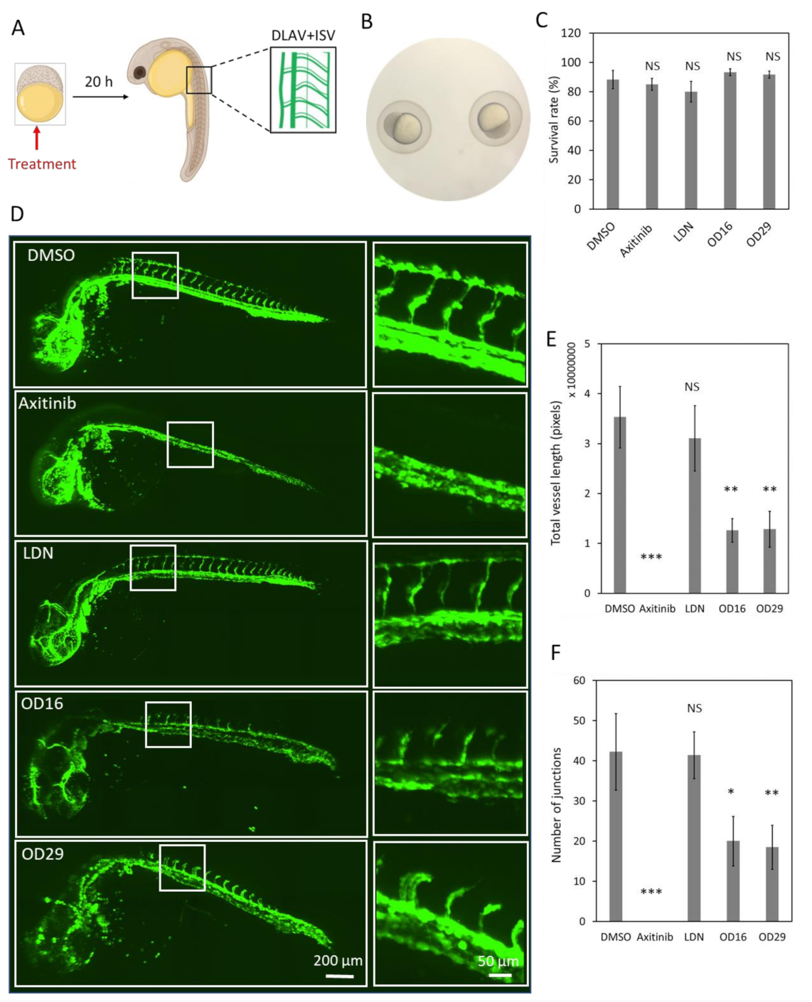 Cancers 13 02951 g005 Cancers 13 02951 g005
