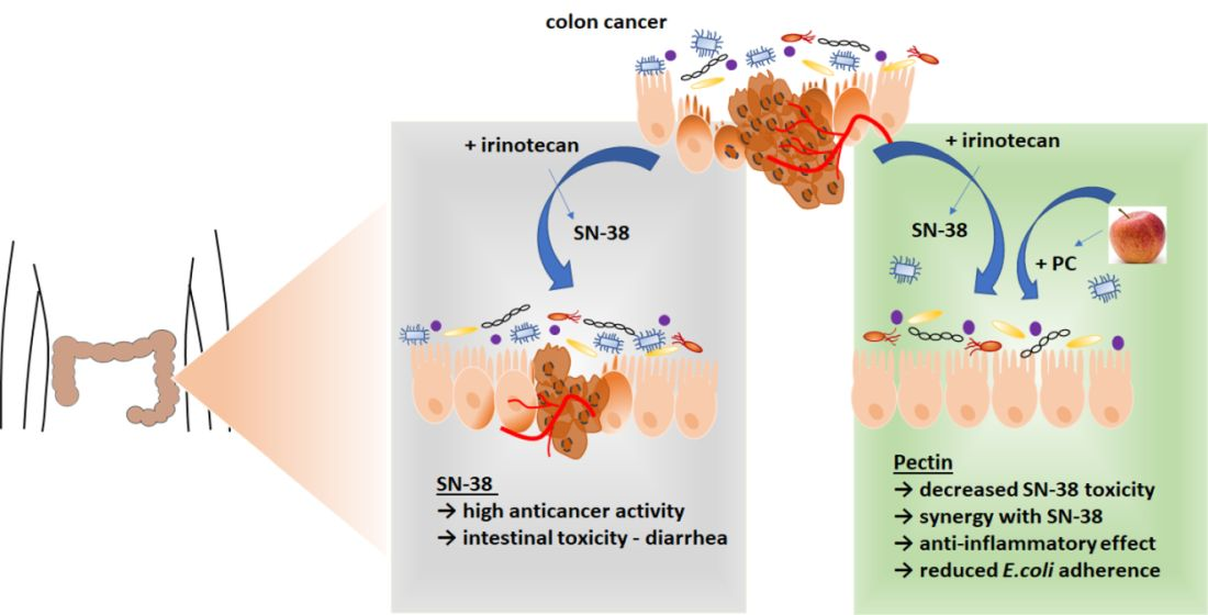 Cancers Free FullText Newly Obtained Apple Pectin as an Adjunct to Irinotecan Therapy of