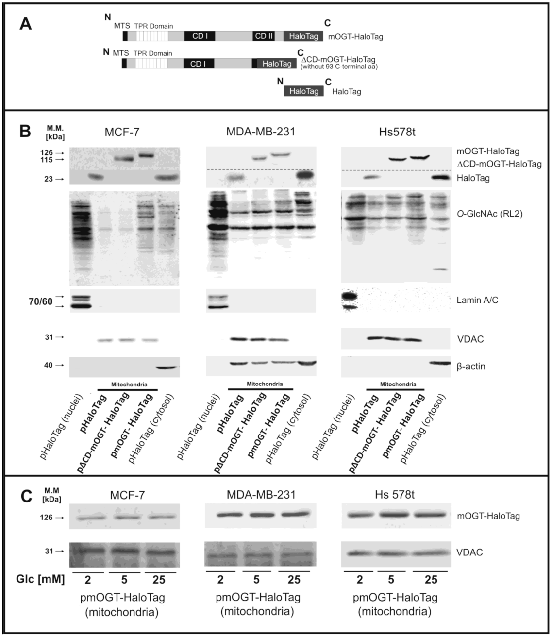 Cancers 13 02956 g002
