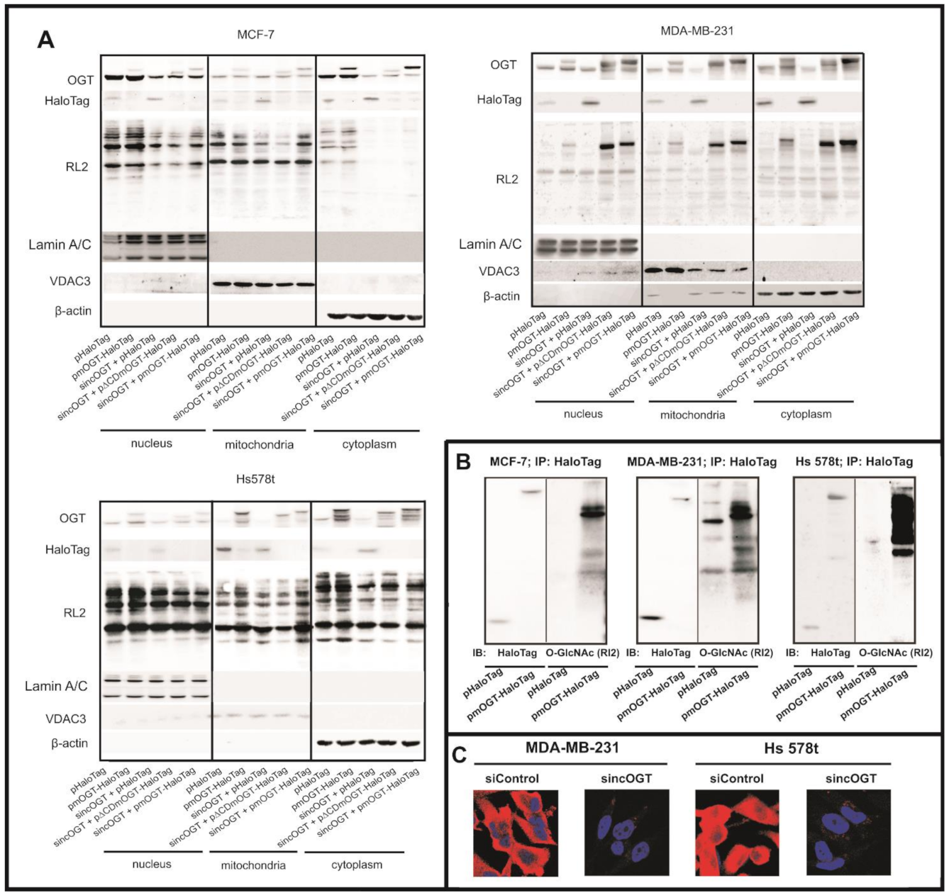 Cancers 13 02956 g004