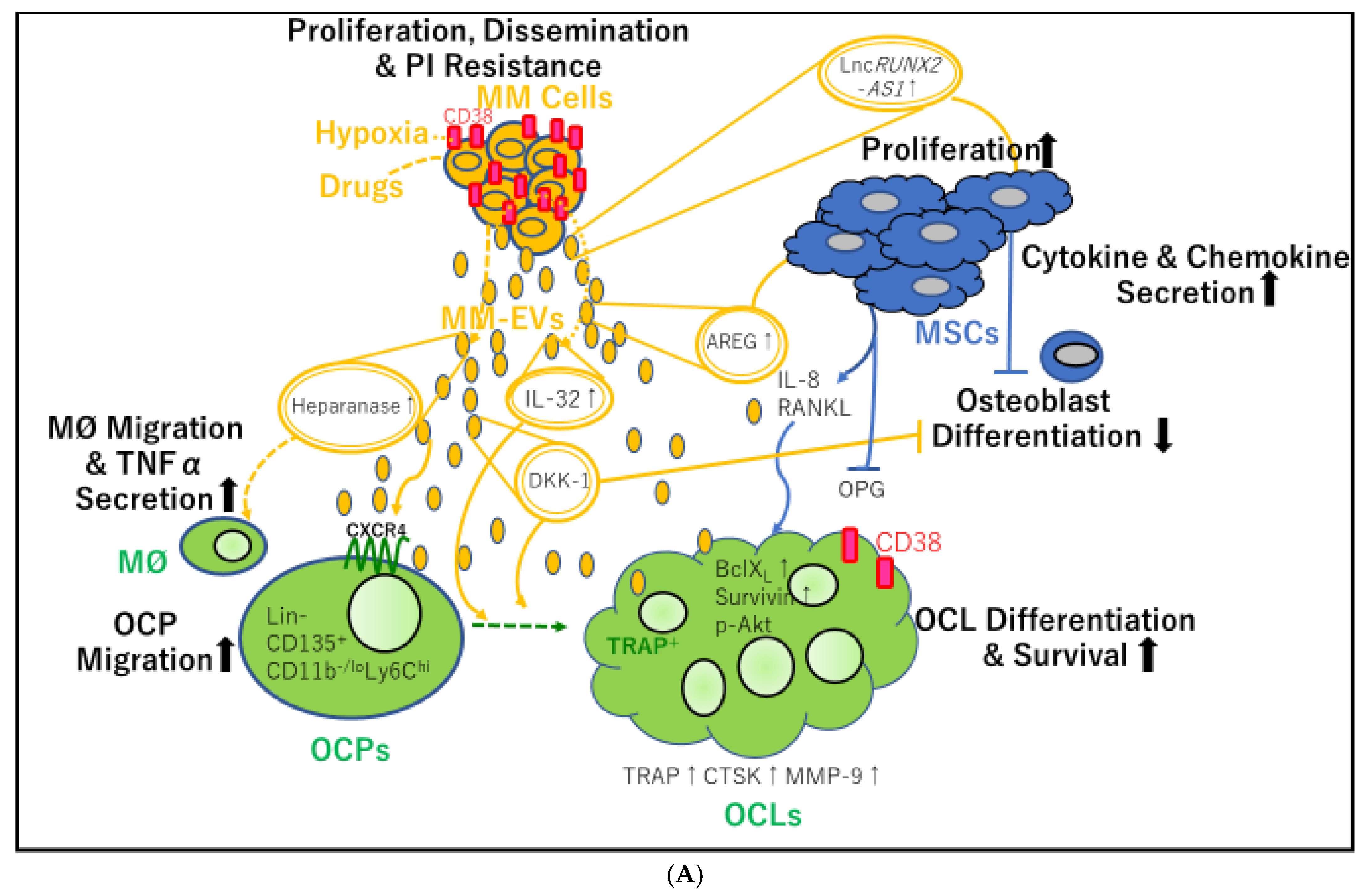 Cancers 13 02969 g002a Cancers 13 02969 g002a