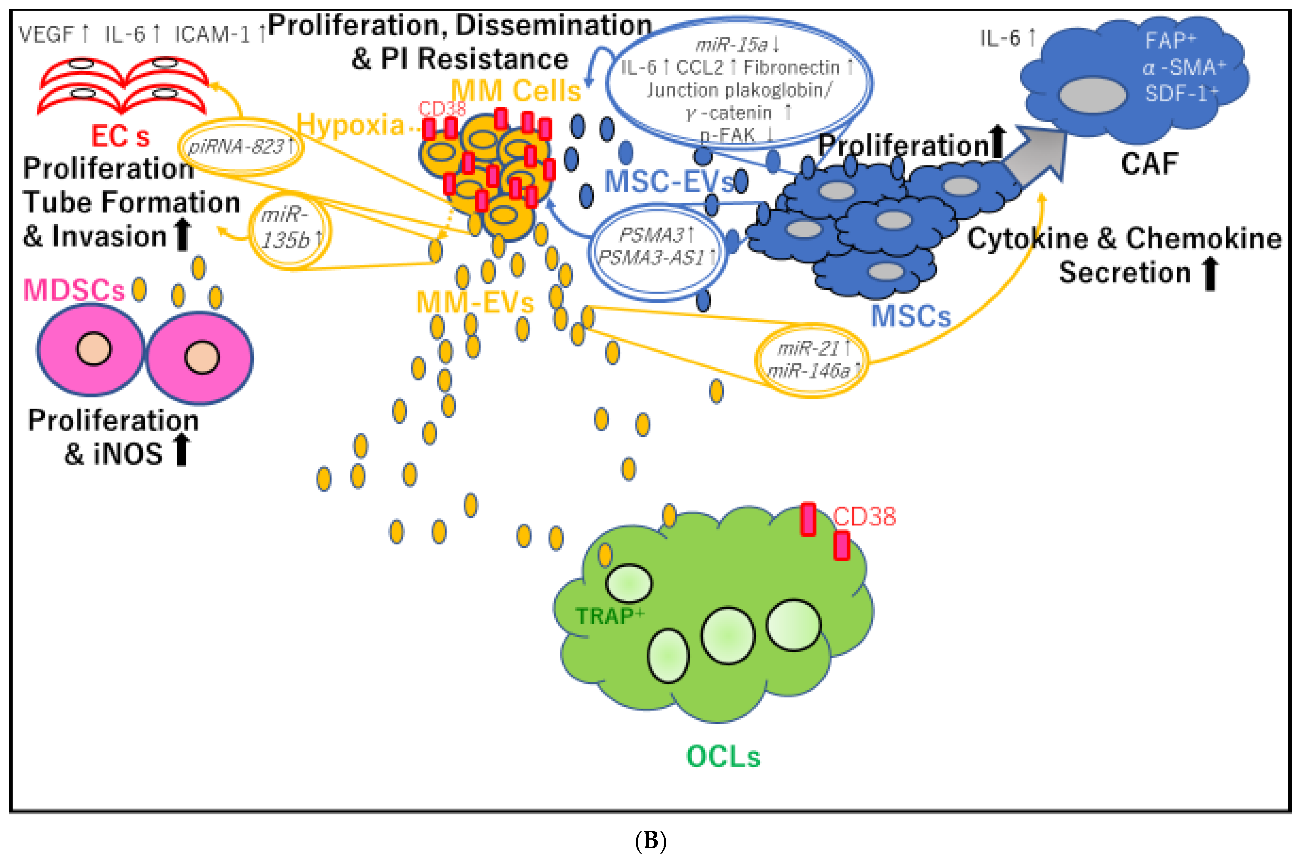 Cancers 13 02969 g002b Cancers 13 02969 g002b