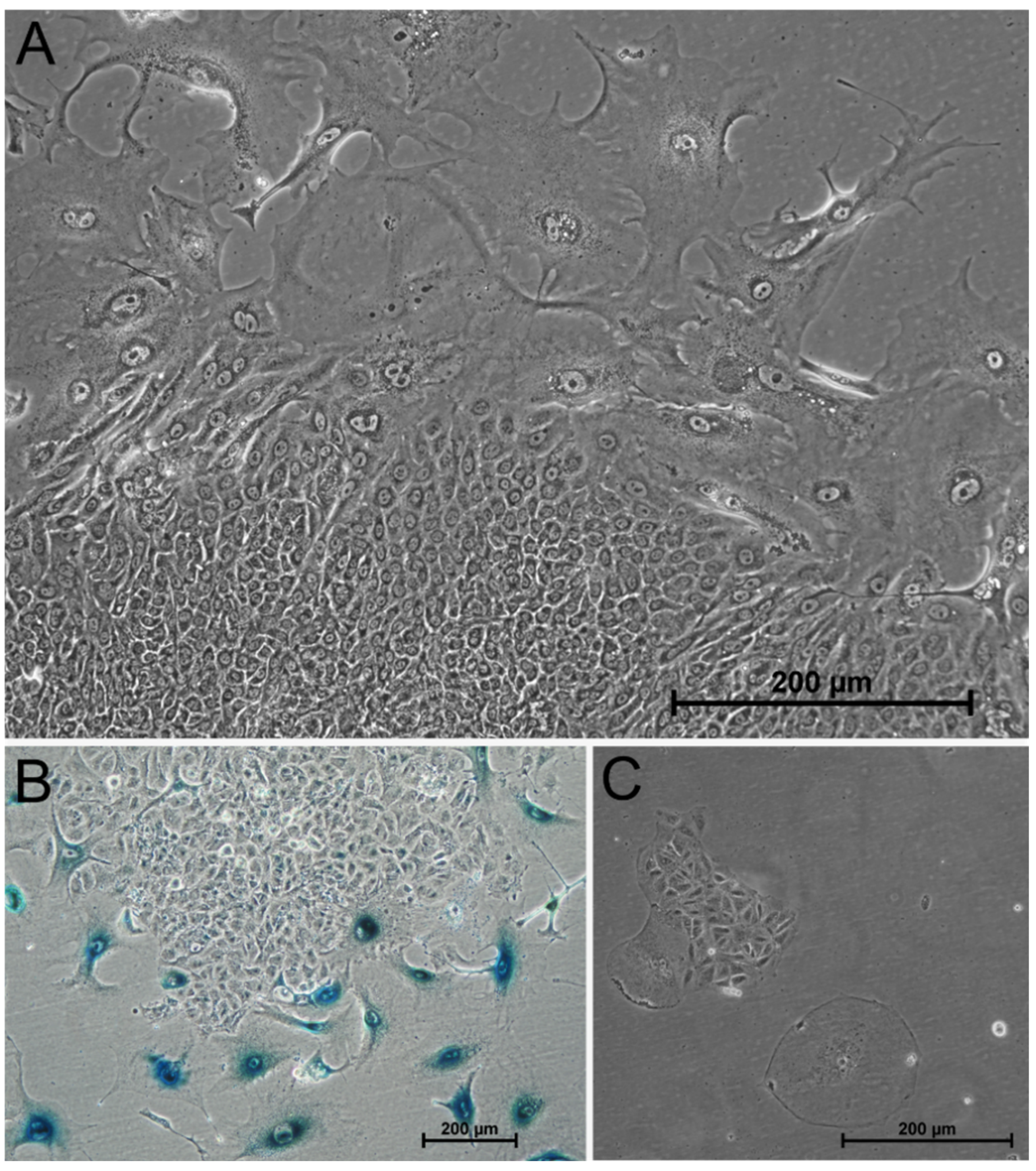 Cancers 13 02989 g010