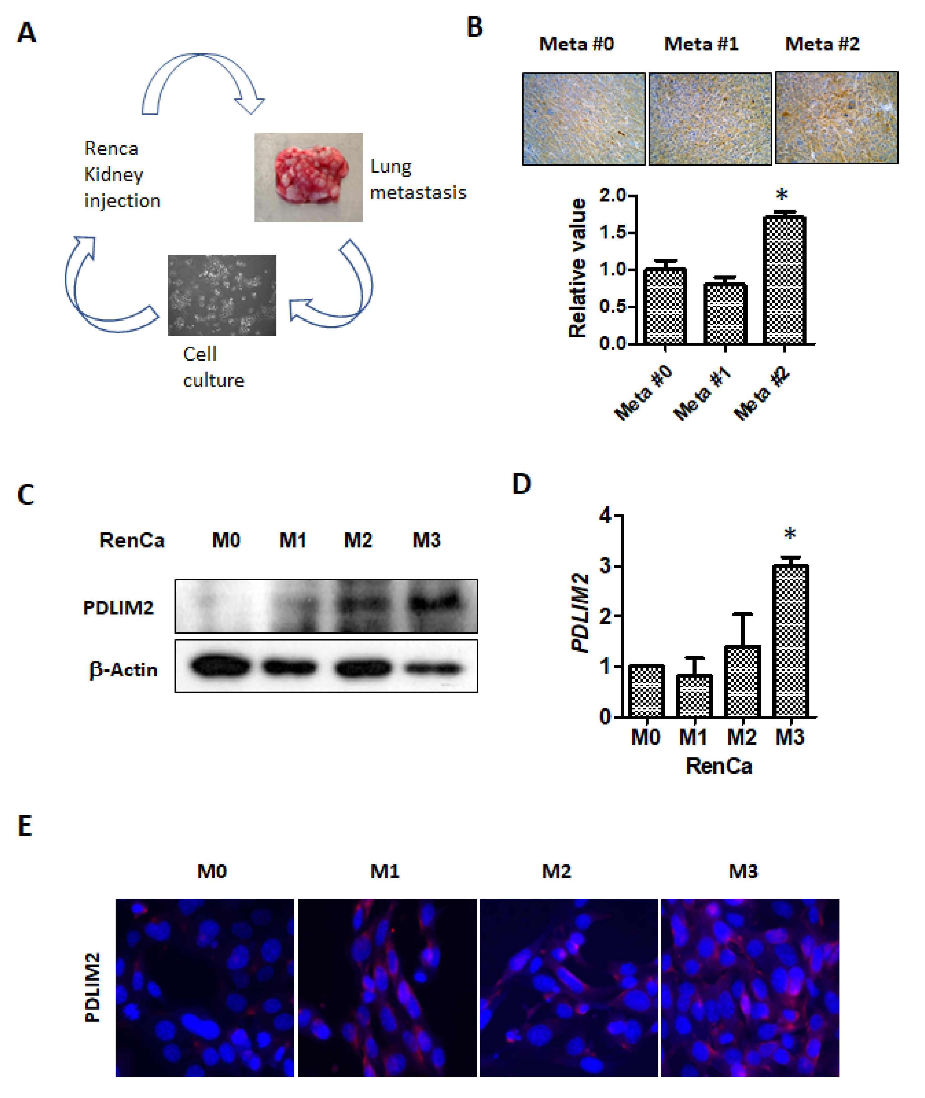 Cancers 13 02991 g004