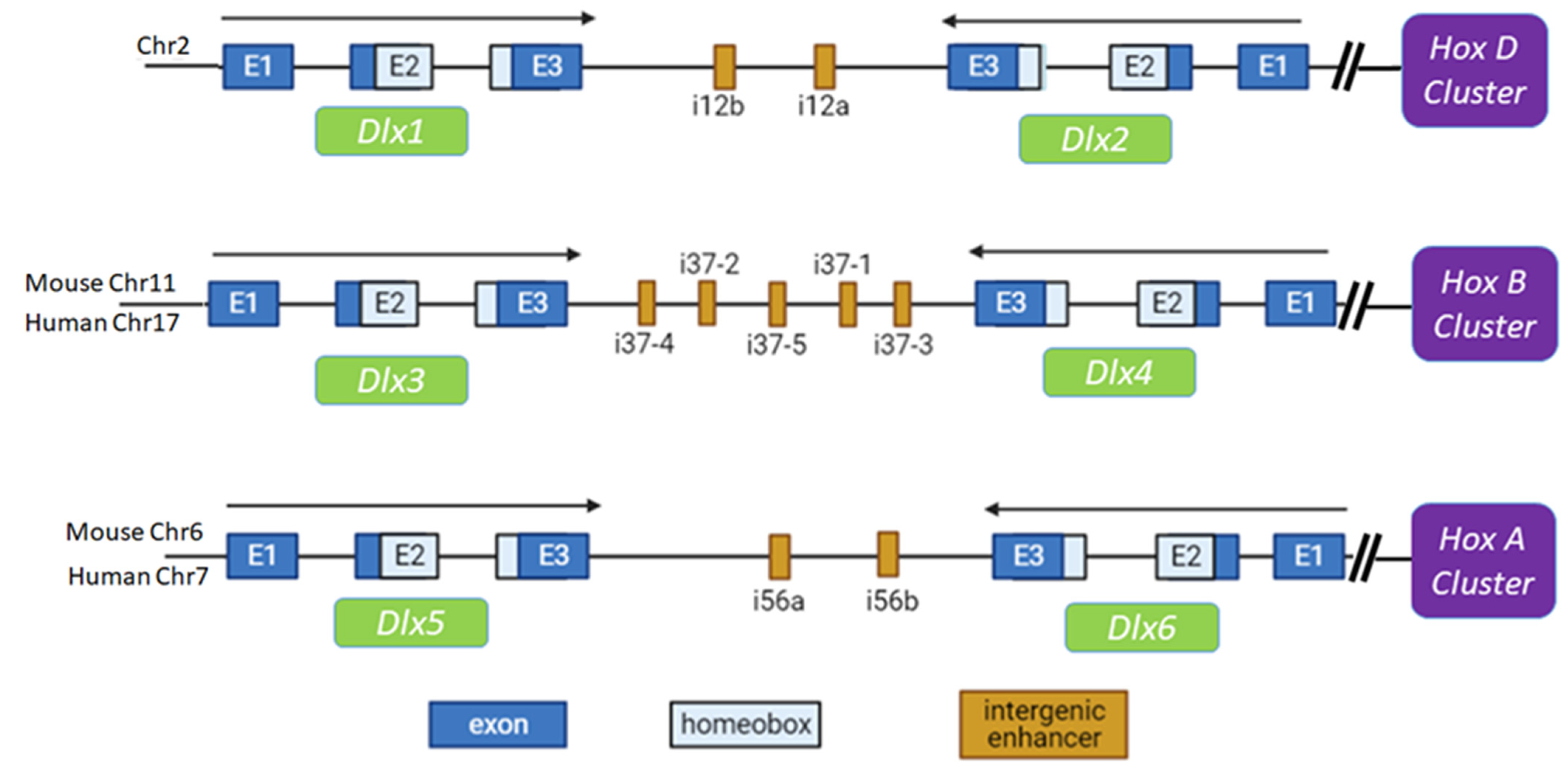 Cancers 13 03005 g001 Cancers 13 03005 g001