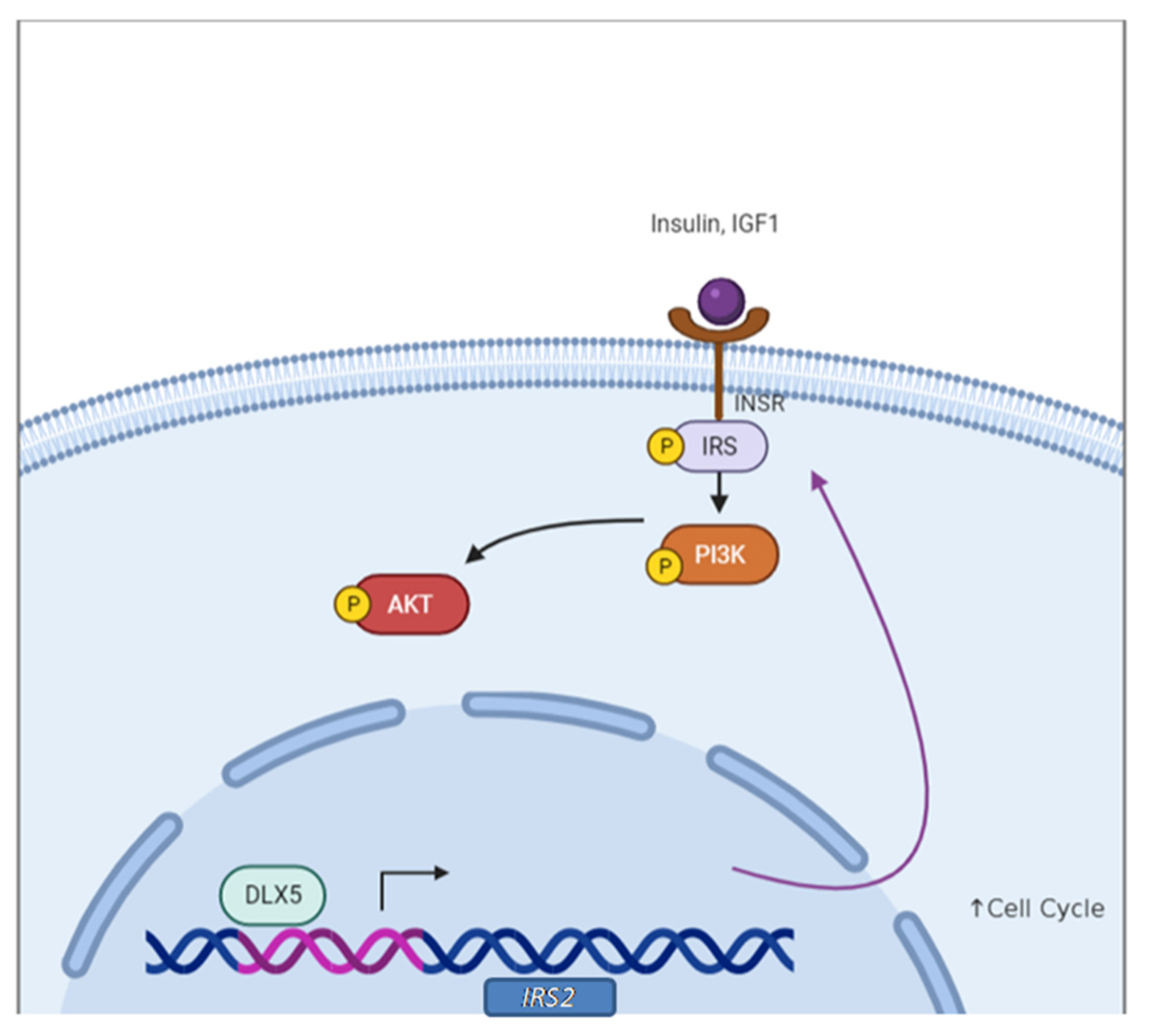 Cancers 13 03005 g009 Cancers 13 03005 g009