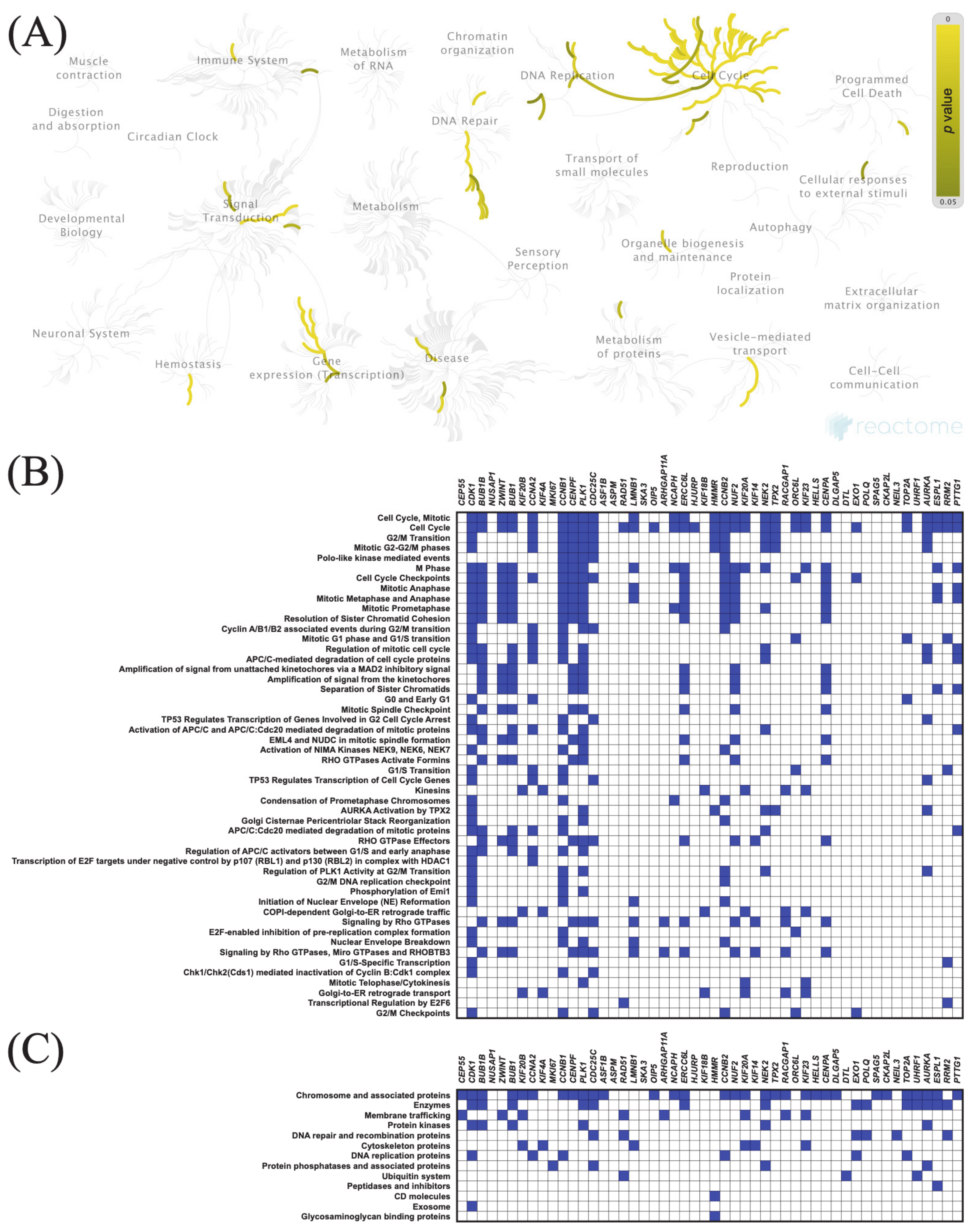 Cancers 13 03017 g005