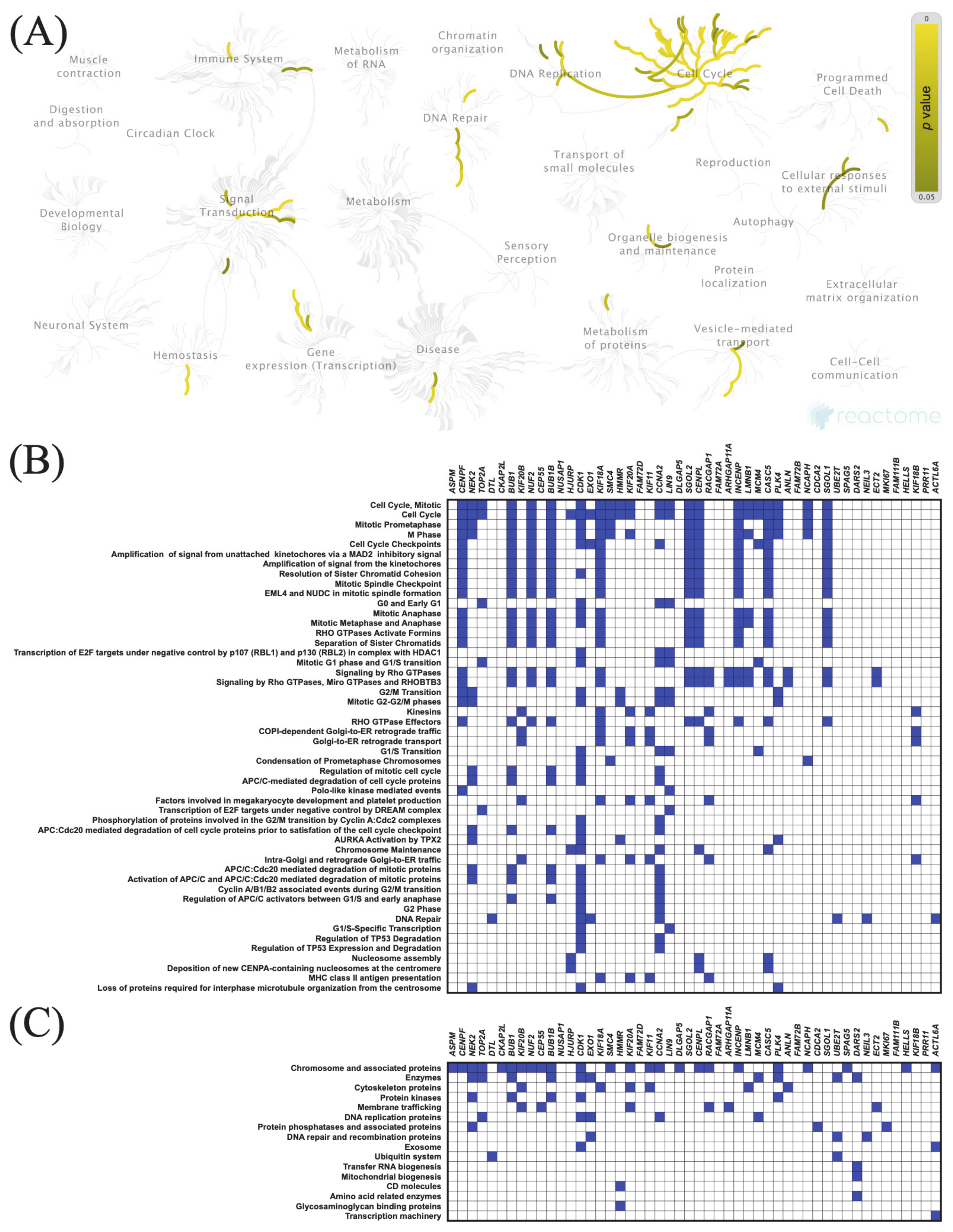Cancers 13 03017 g007