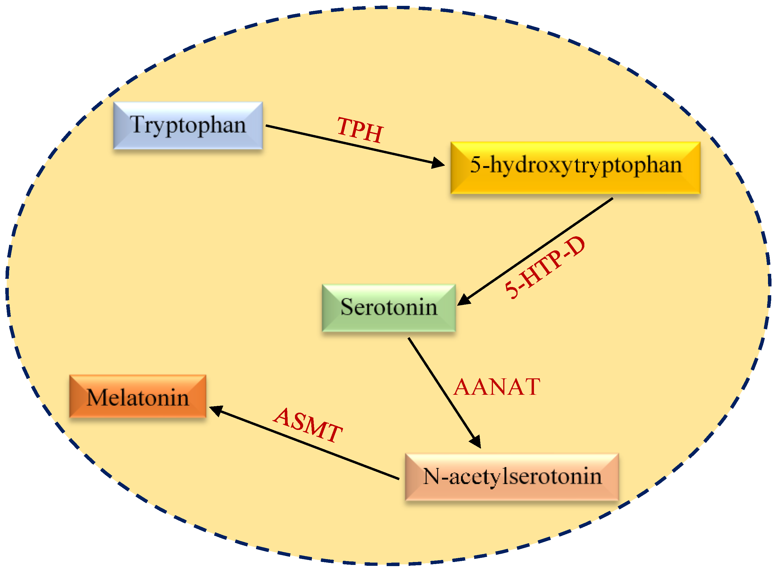 Cancers Free Full Text Metabolic Anti Cancer Effects Of Melatonin Clinically Relevant Prospects Html