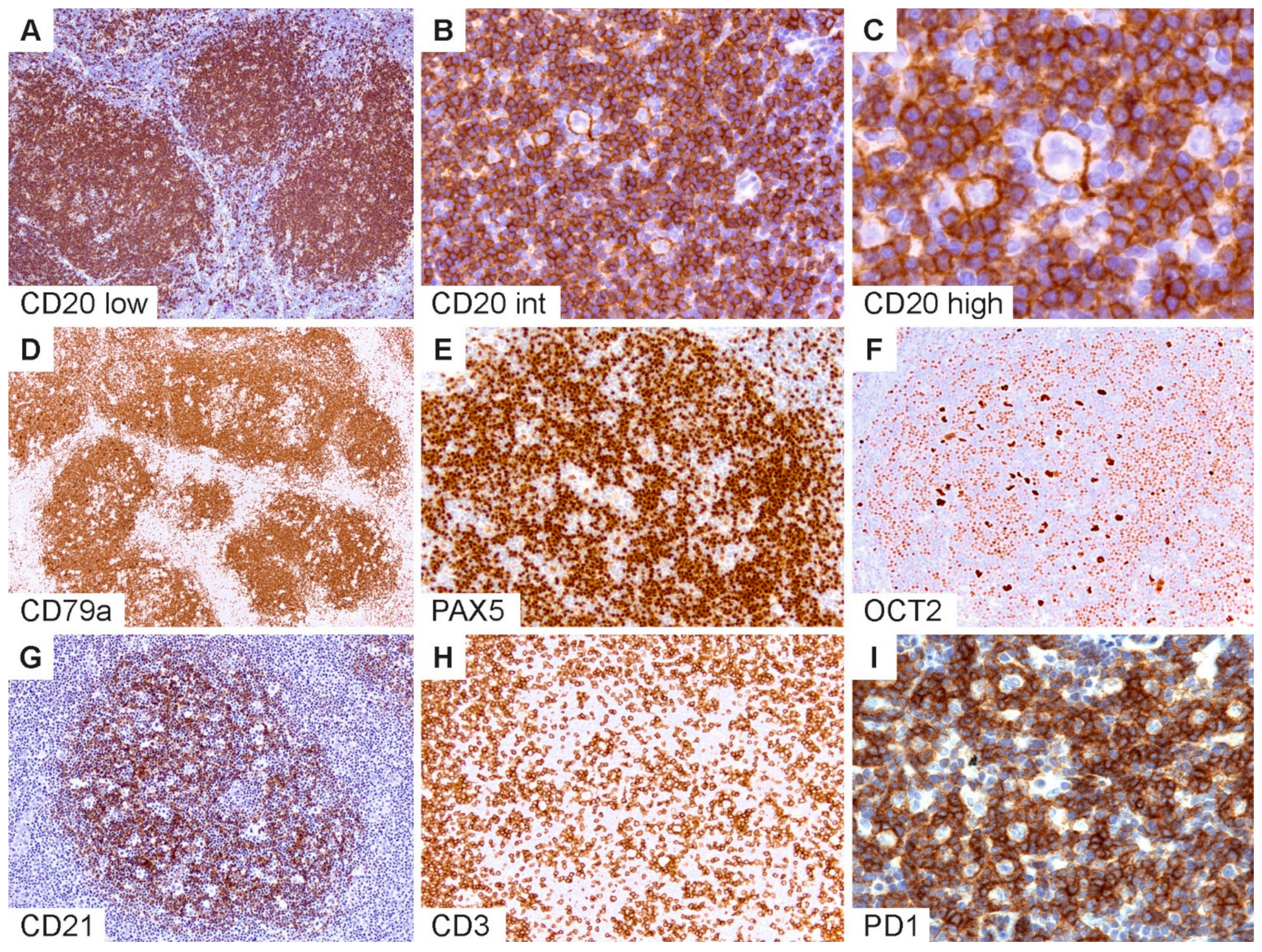 Cancers 13 03021 g002