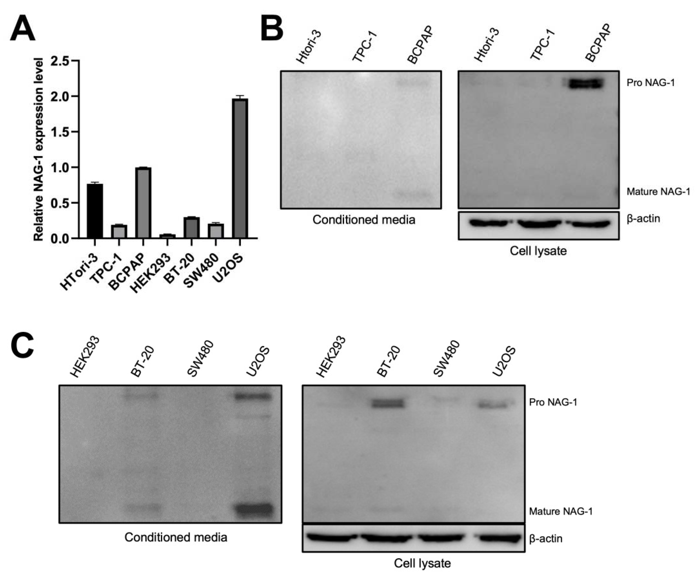 Cancers 13 03022 g002 Cancers 13 03022 g002