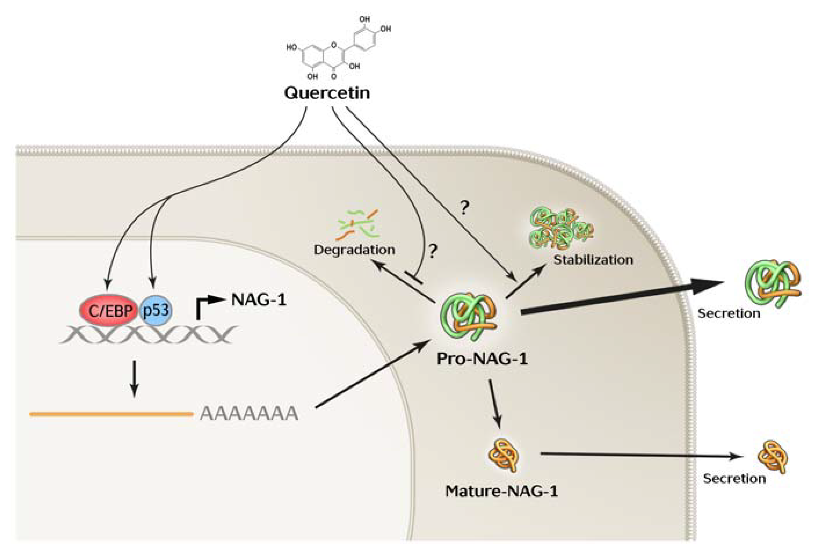 Cancers 13 03022 g006 Cancers 13 03022 g006
