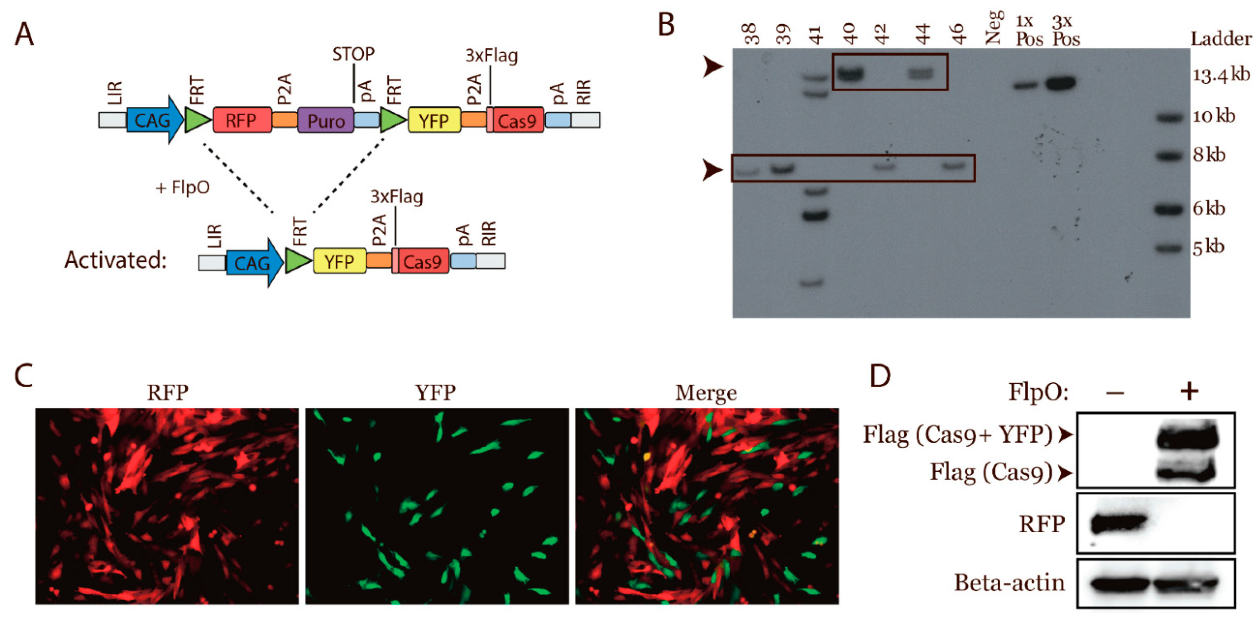 Cancers 13 03024 g001