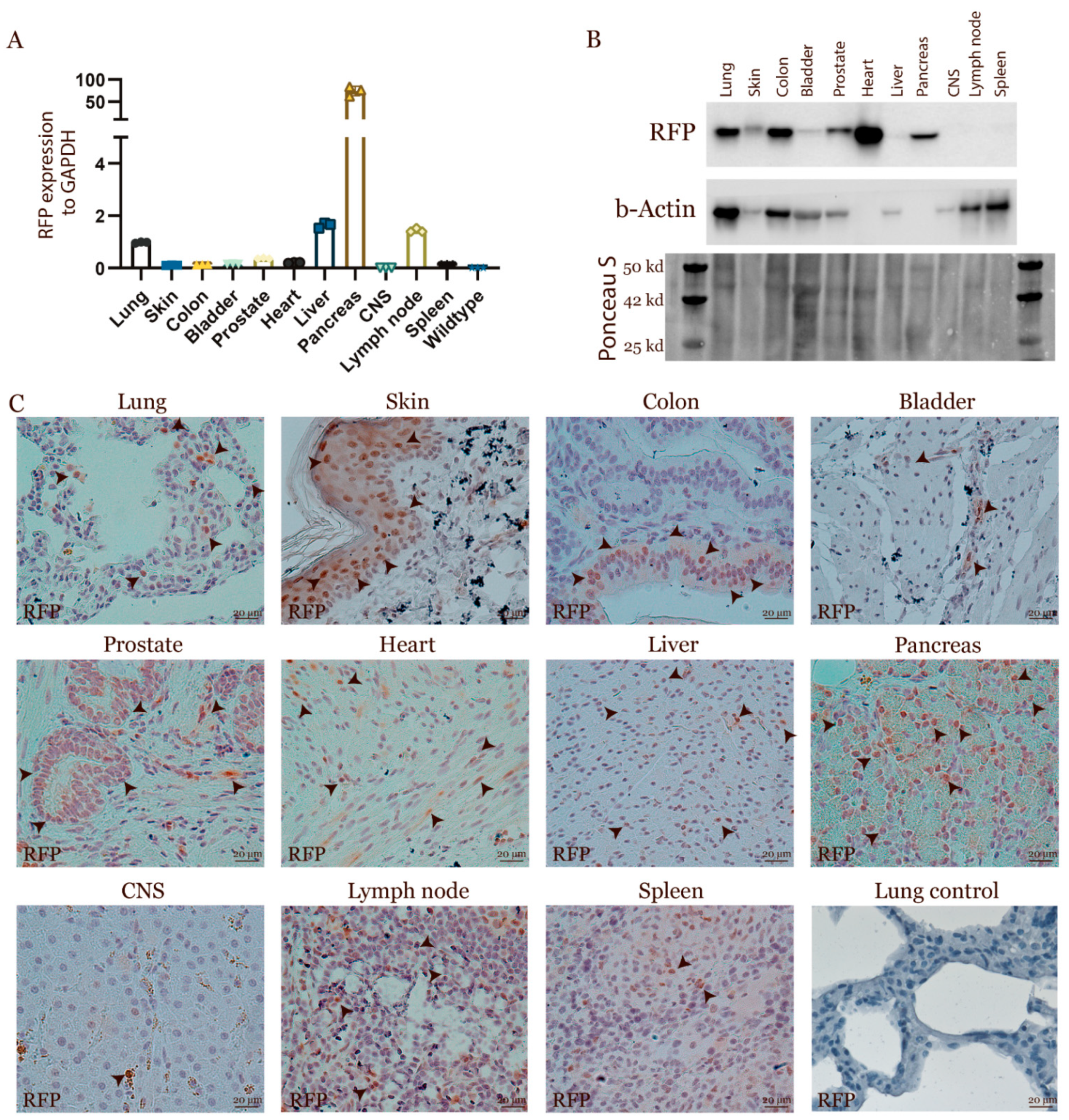 Cancers 13 03024 g002