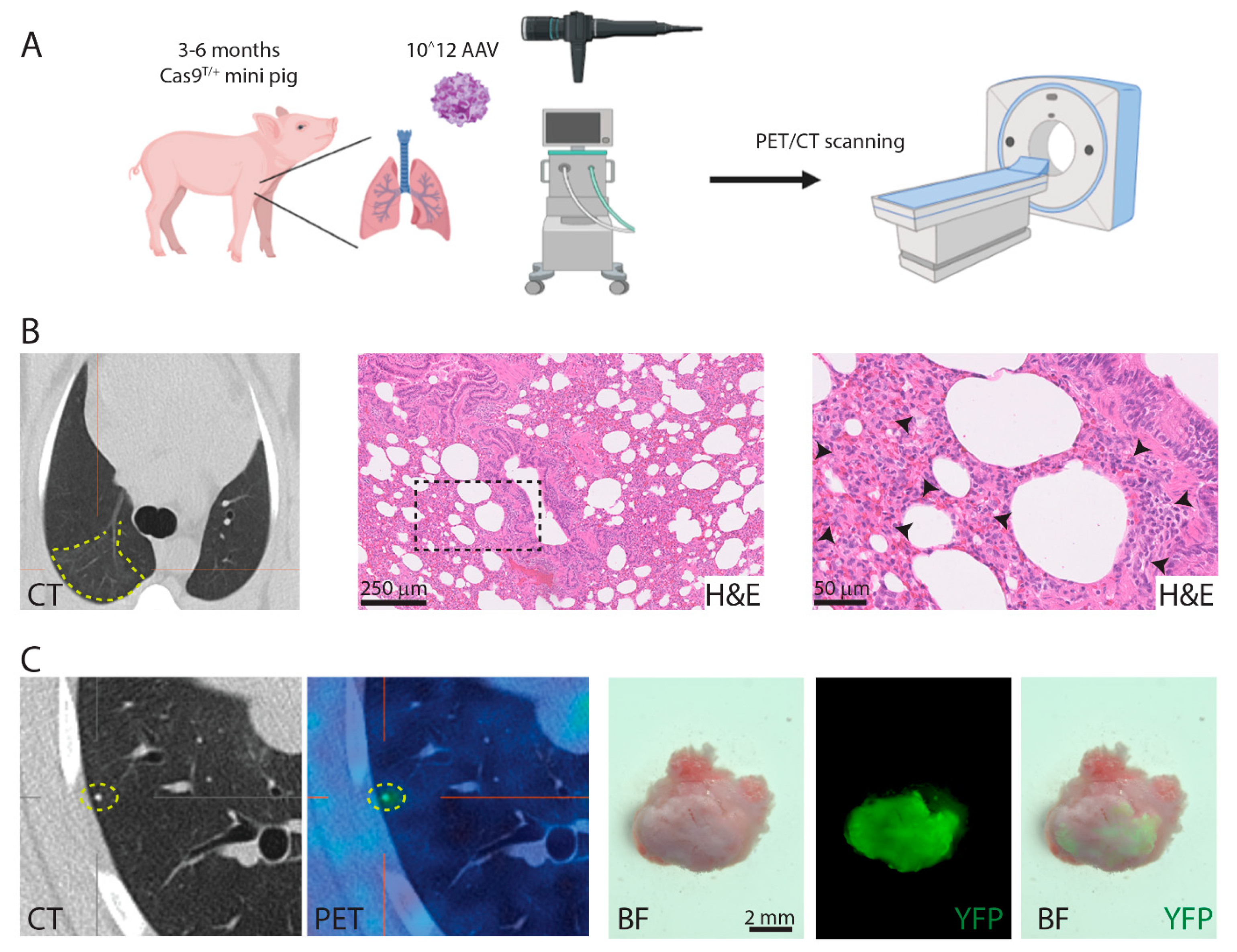 Cancers 13 03024 g005