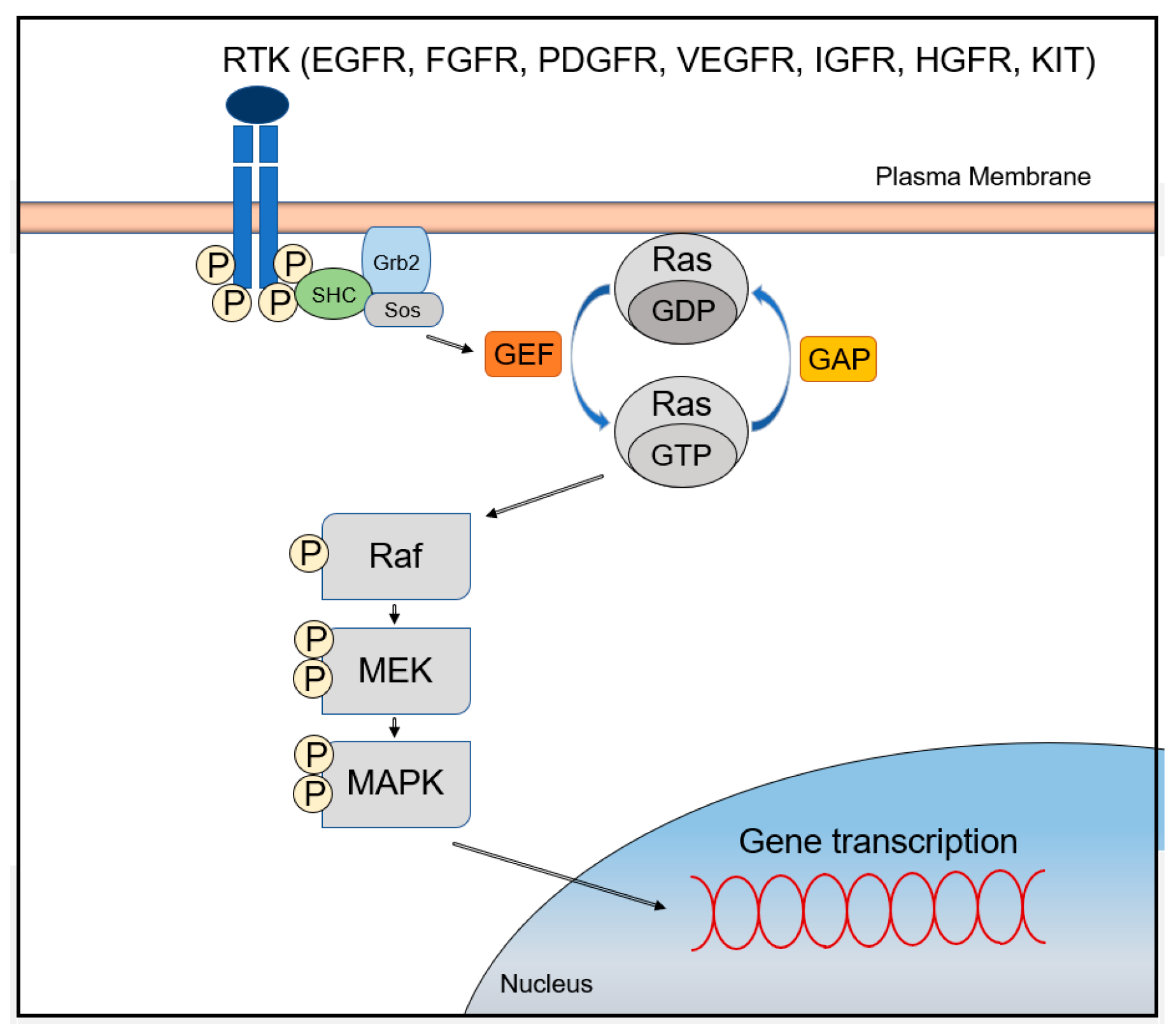 Cancers | Free Full-Text | MAPK/ERK Signaling Pathway in 