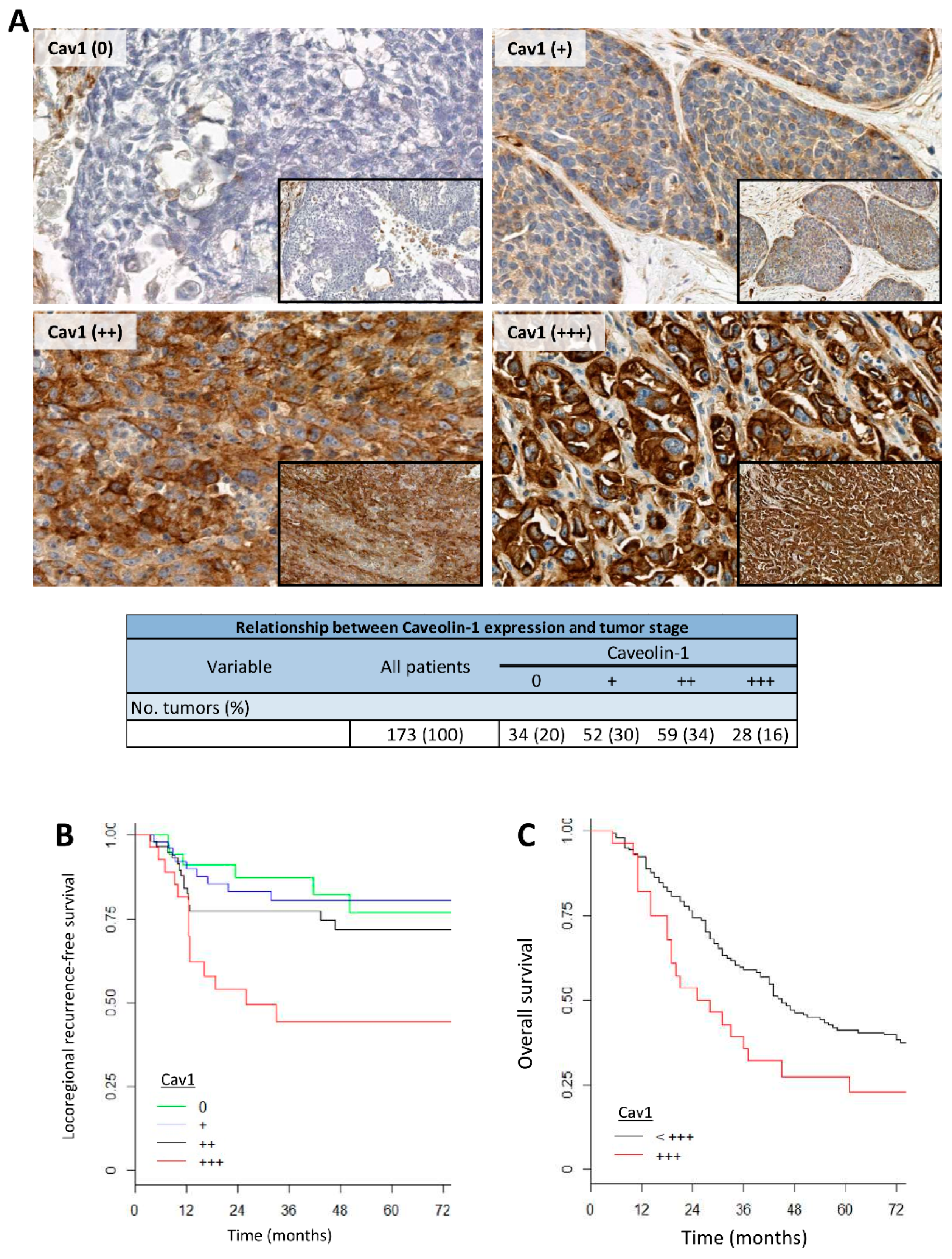 Cancers 13 03038 g006 Cancers 13 03038 g006