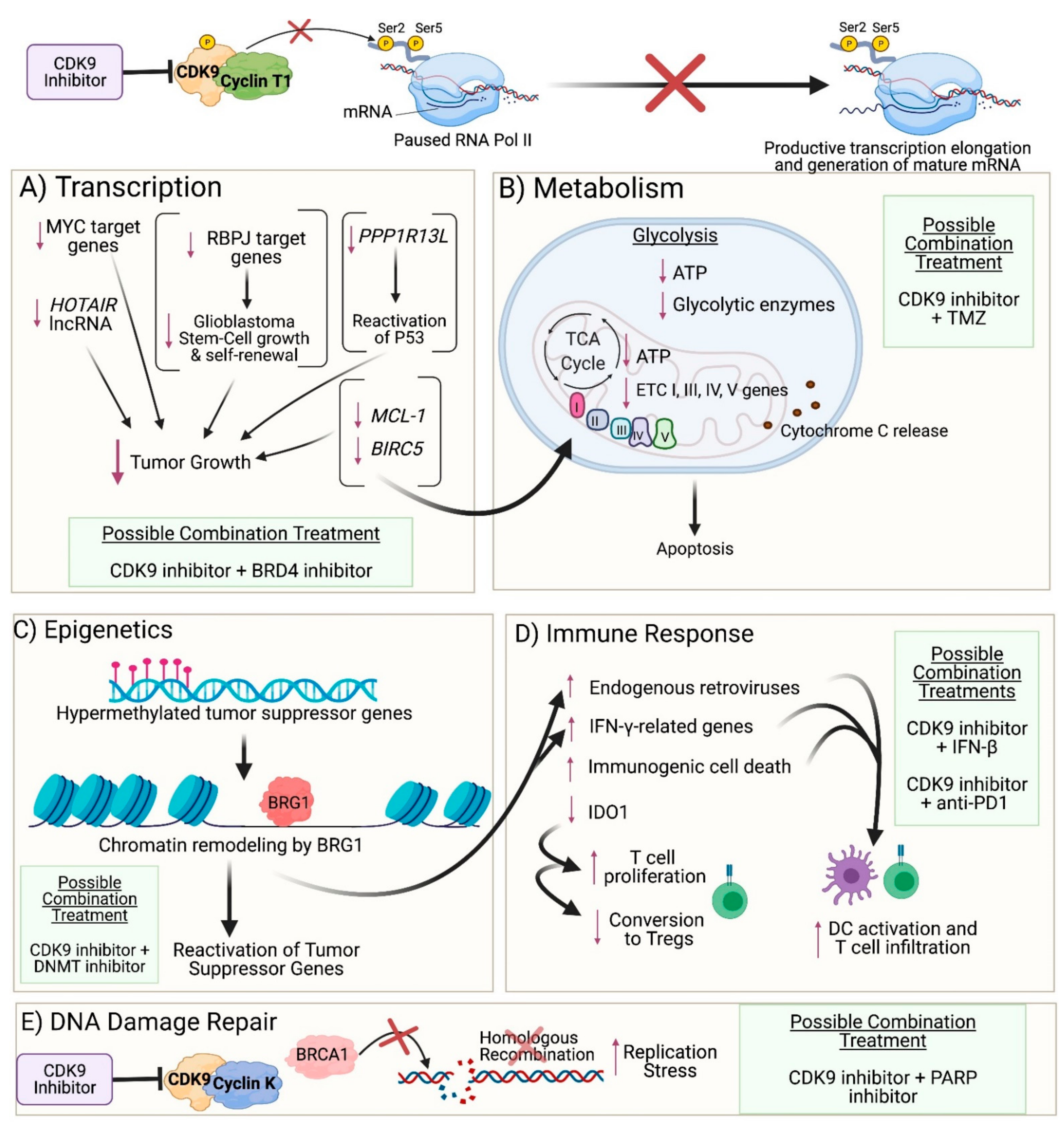Cancers Free Full Text Targeting Cdk9 For The Treatment Of Glioblastoma Html