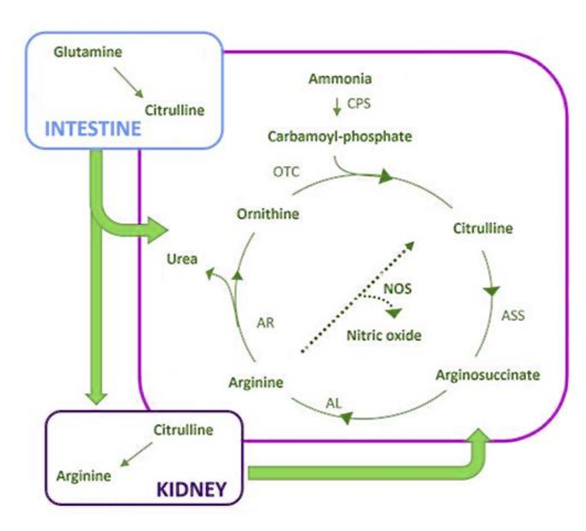 Cancers 13 03044 g003 Cancers 13 03044 g003