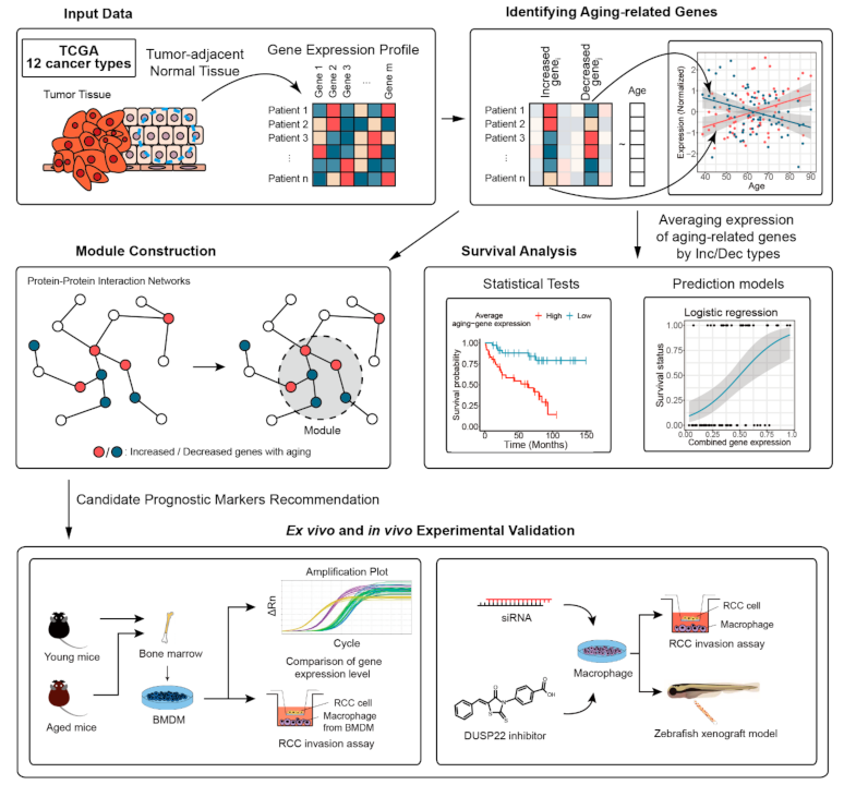 Cancers 13 03045 g001 Cancers 13 03045 g001