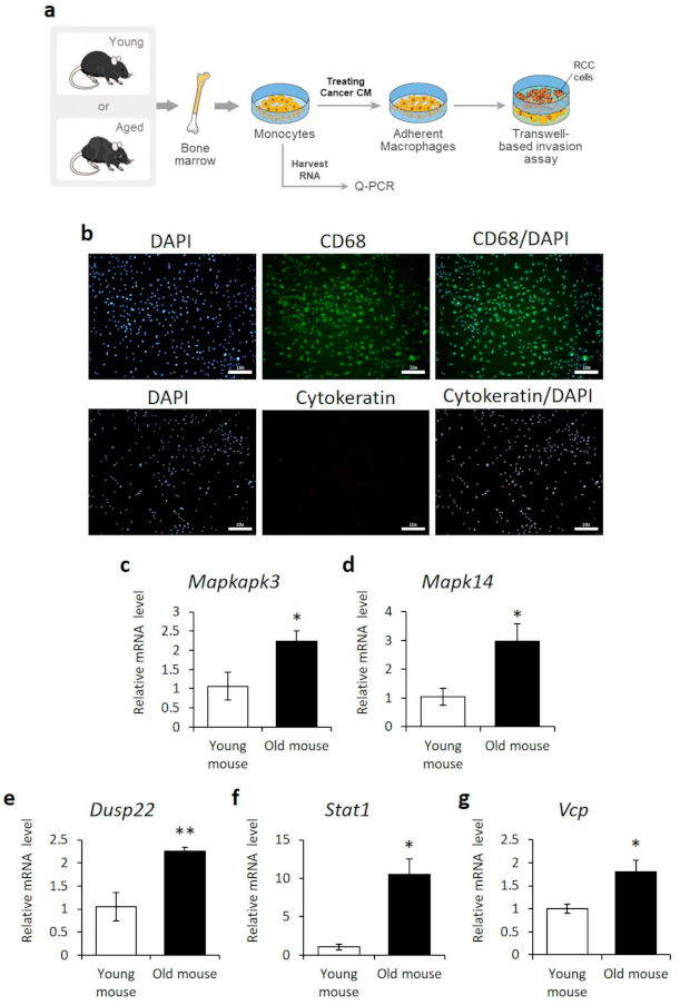Cancers 13 03045 g003 Cancers 13 03045 g003