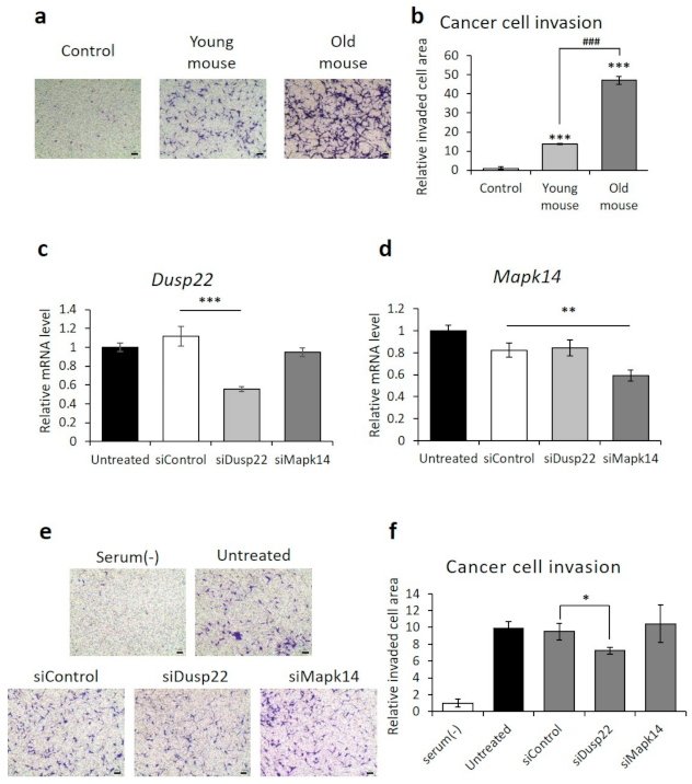 Cancers 13 03045 g004 Cancers 13 03045 g004