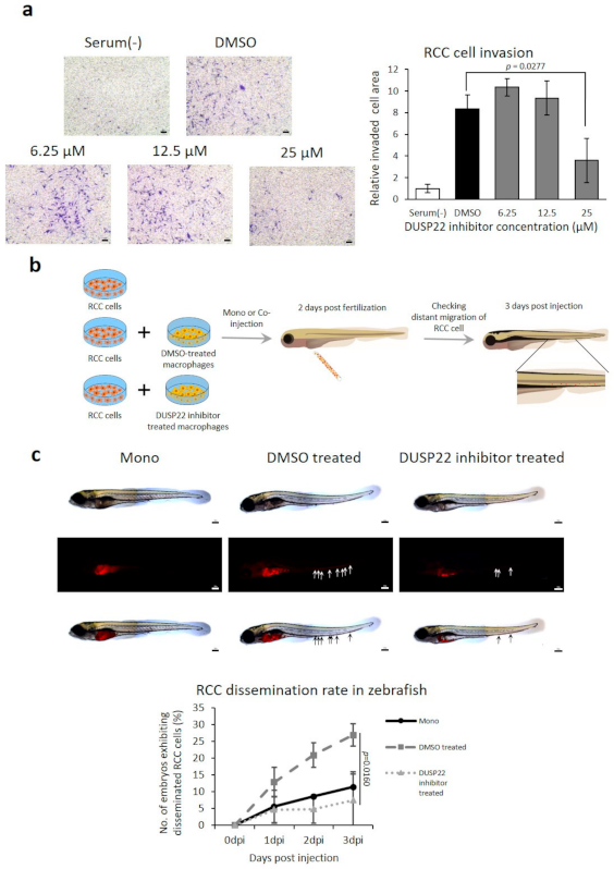 Cancers 13 03045 g005 Cancers 13 03045 g005