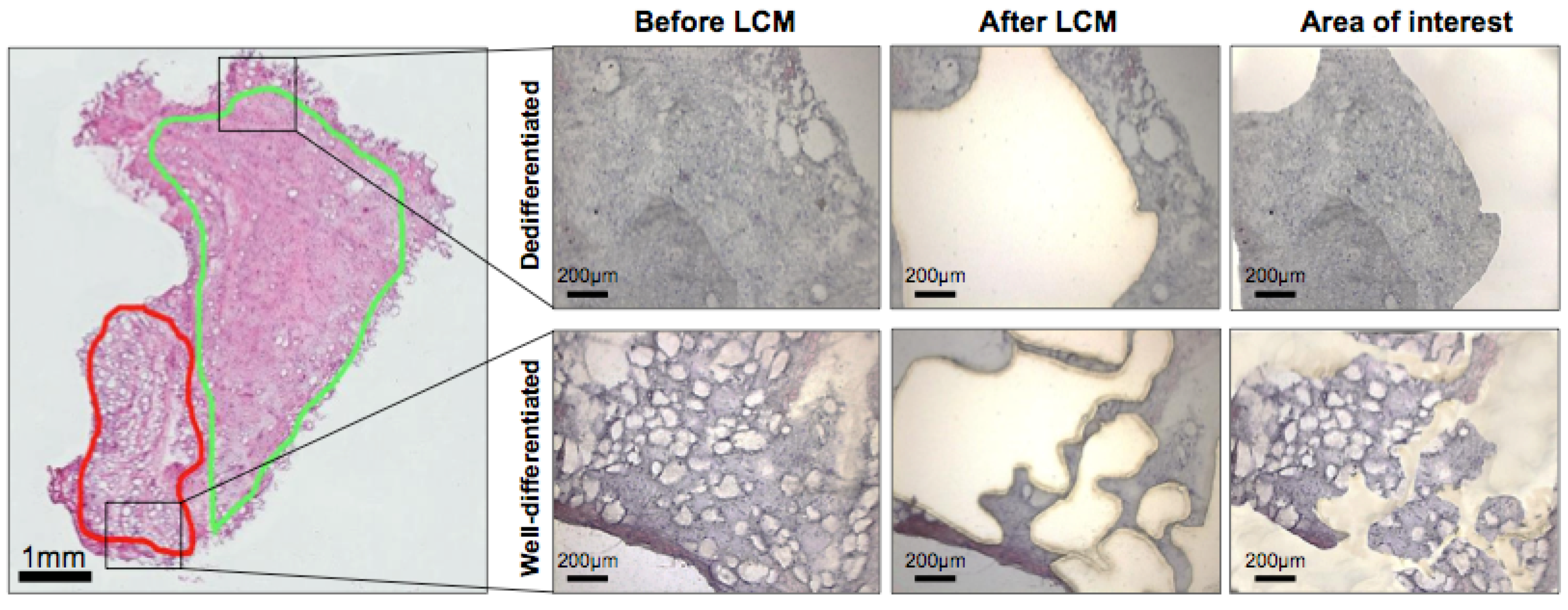 Cancers 13 03049 g001 Cancers 13 03049 g001