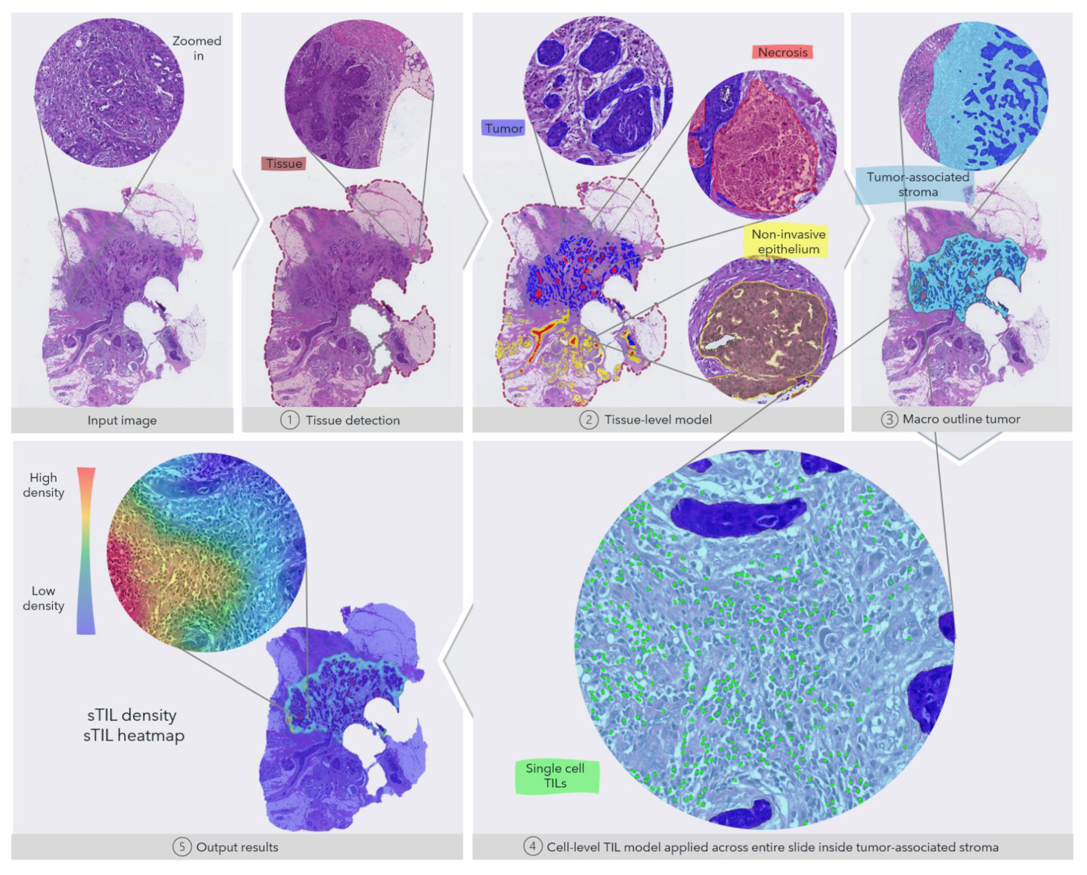 Cancers 13 03050 g001 Cancers 13 03050 g001