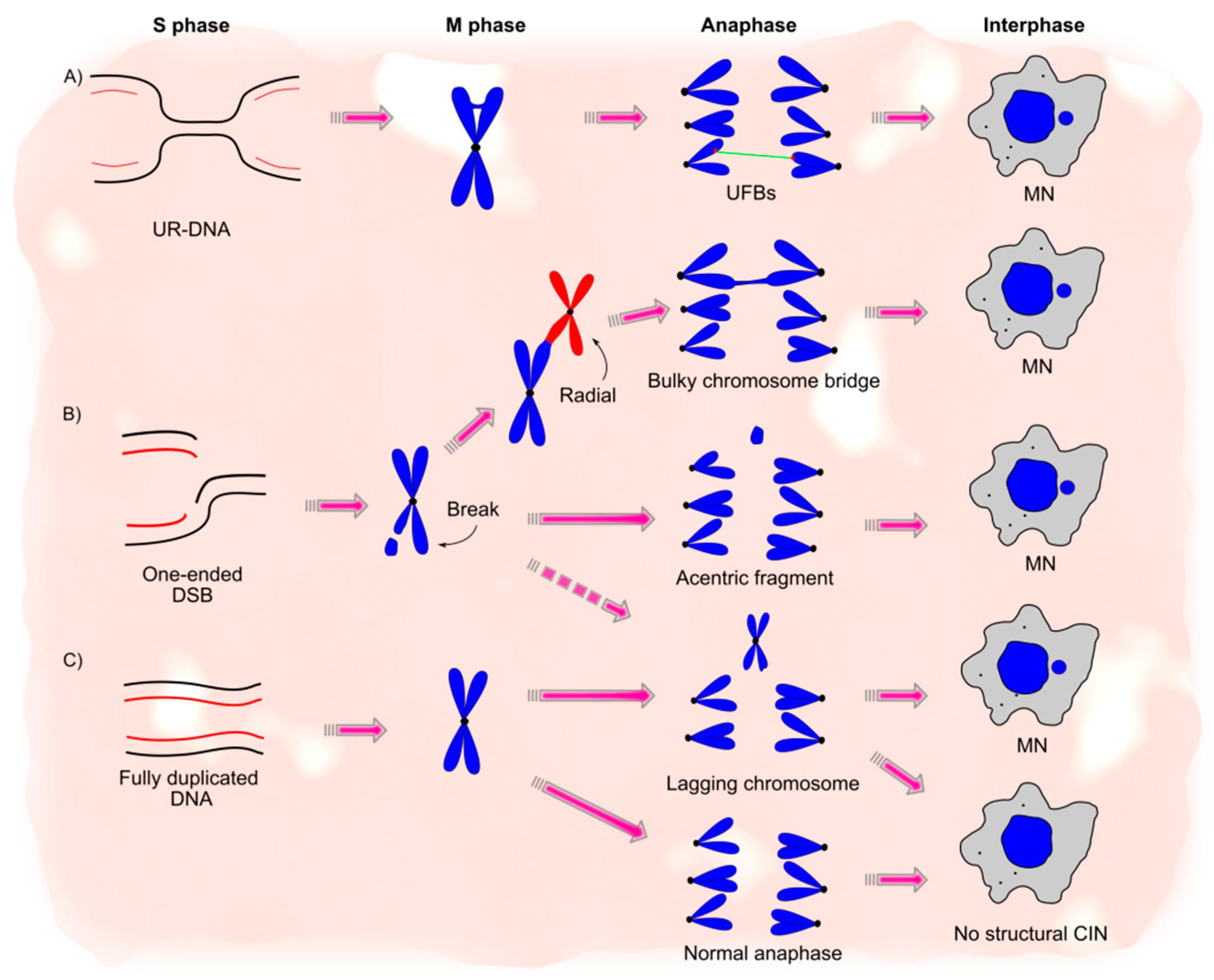 Structural Chromosome Instability: Types ... Biology Diagrams